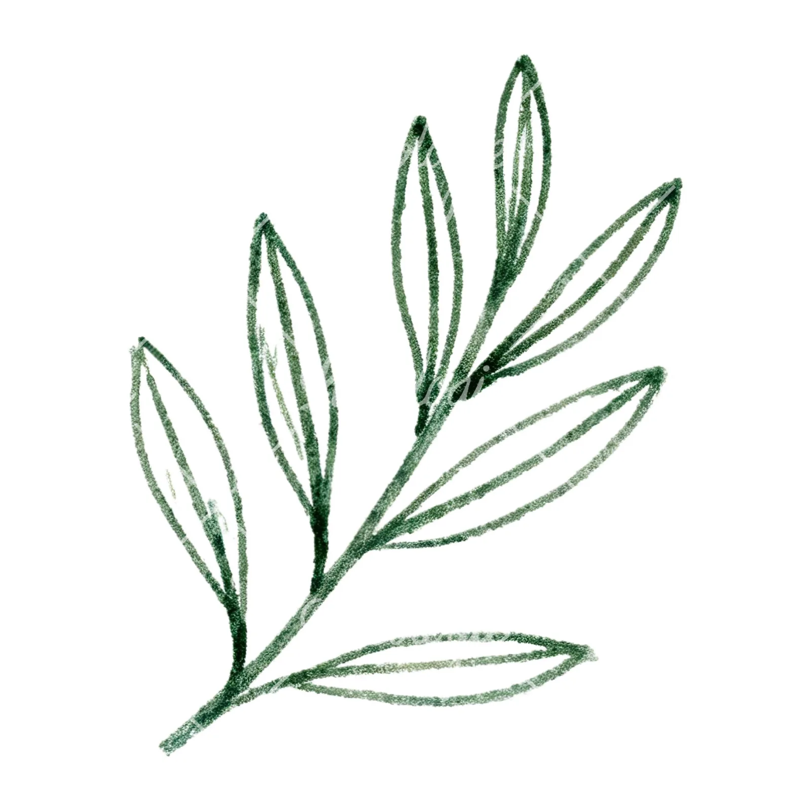 Watercolor olive branch with gray leaves clipart 12 of 12 on a white background (JPG)
