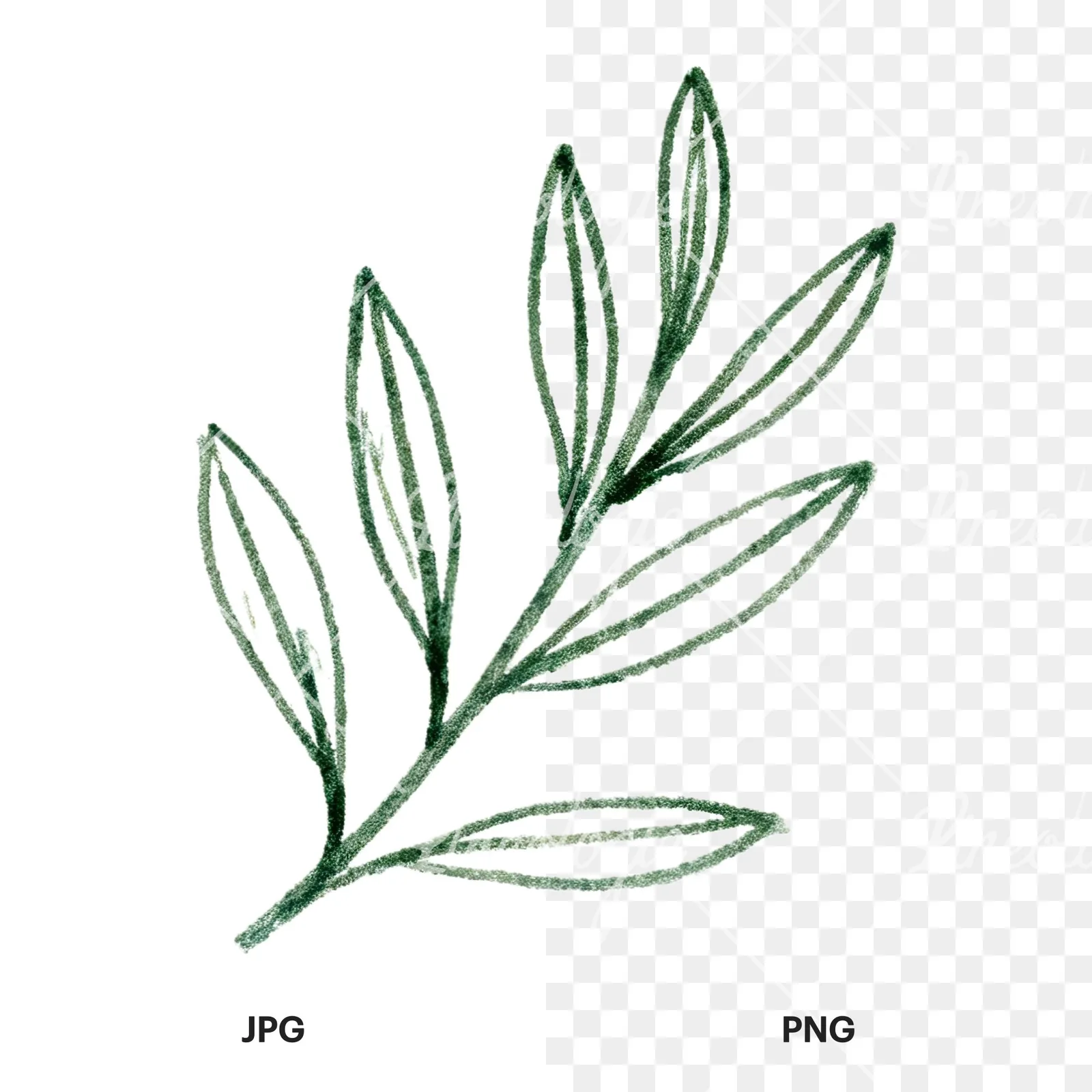 Watercolor olive branch with gray leaves clipart 12 of 12, as a JPG on white and a transparent PNG