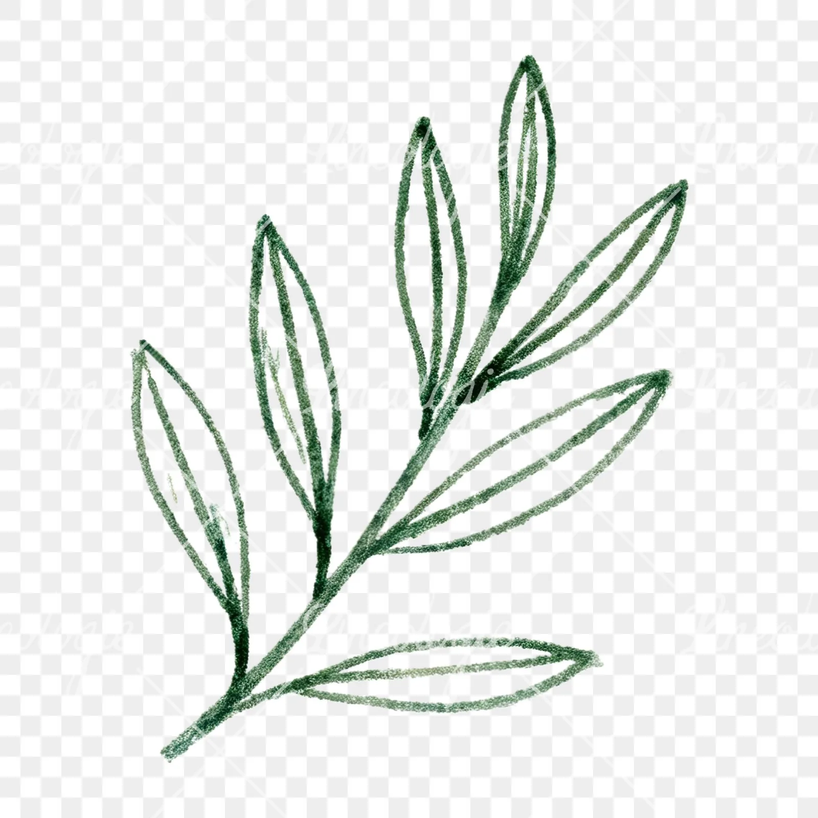 Watercolor olive branch with gray leaves clipart 12 of 12 on a transparent background (PNG)