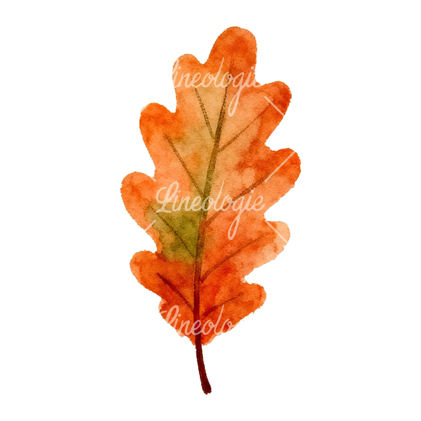 Watercolor red and orange fall leaf clipart 2 of 12 on a white background (JPG)