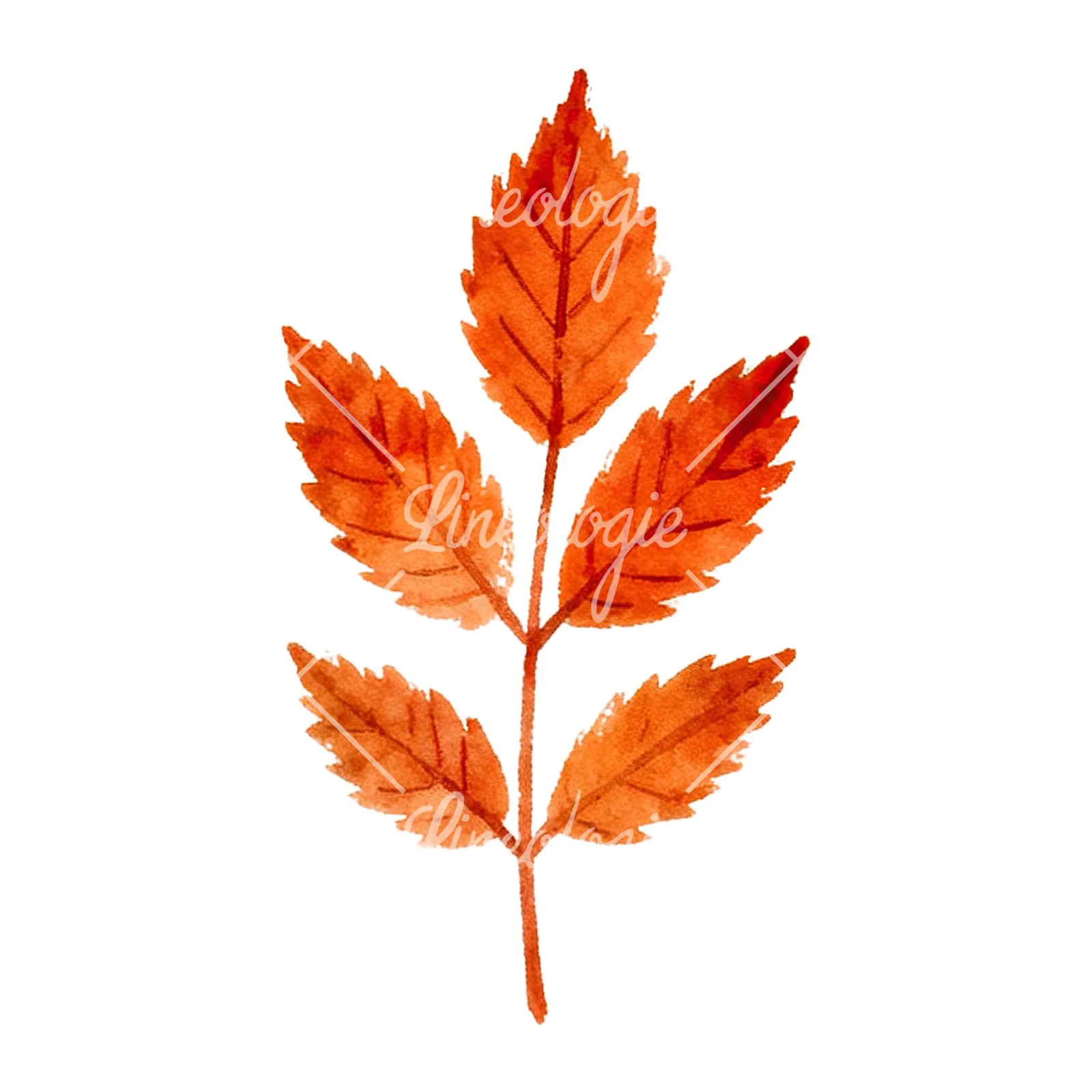 Watercolor red and orange fall leaf clipart 3 of 12 on a white background (JPG)