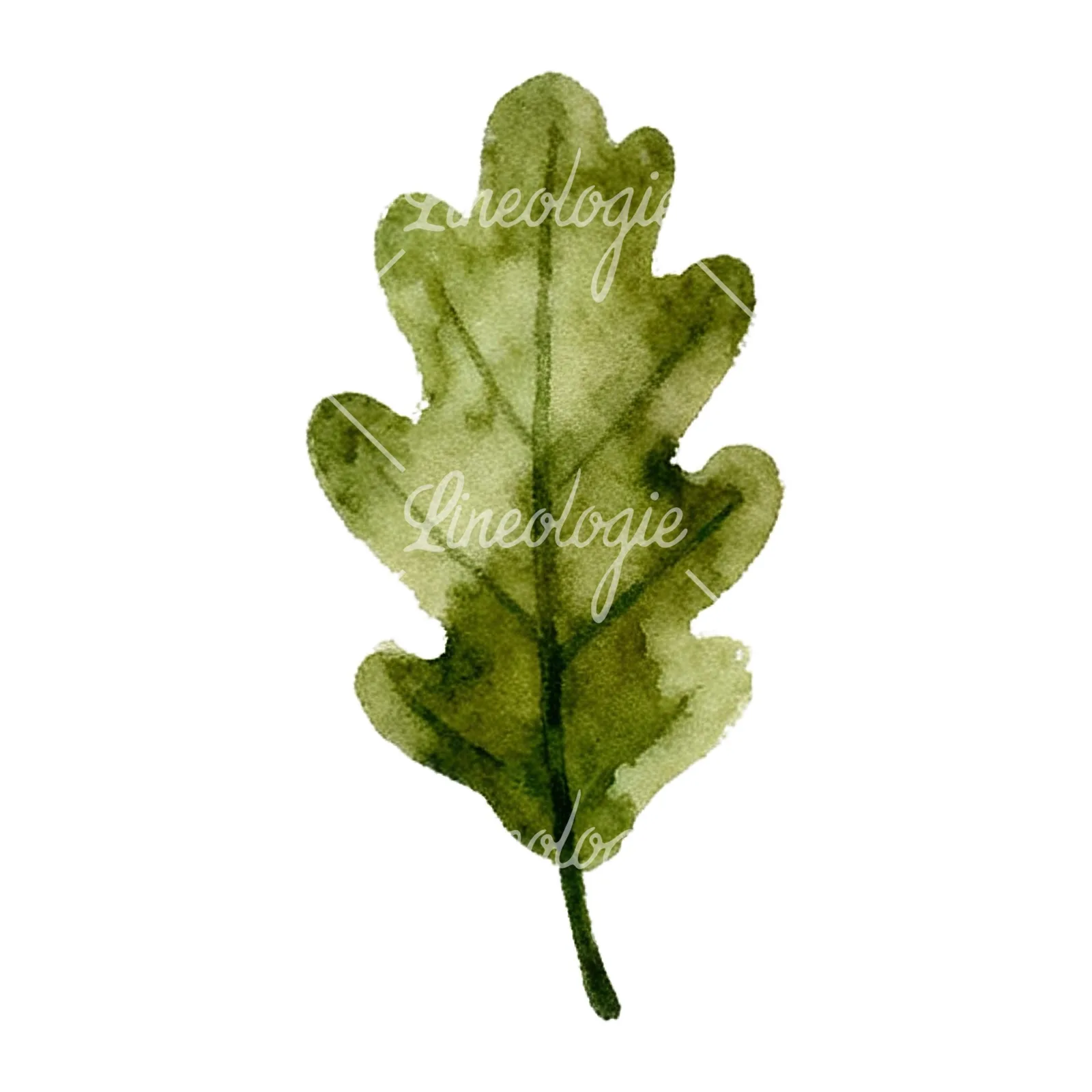Watercolor red and orange fall leaf clipart 6 of 12 on a white background (JPG)