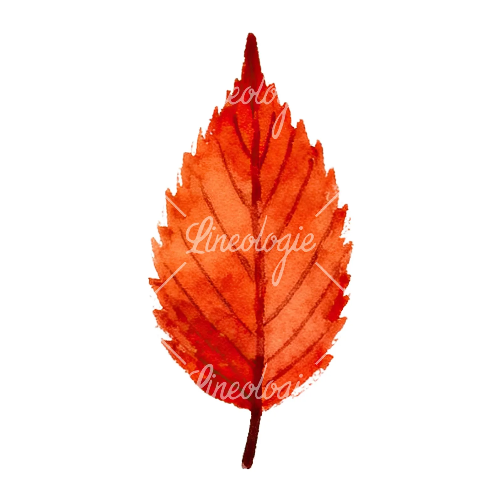 Watercolor red and orange fall leaf clipart 7 of 12 on a white background (JPG)