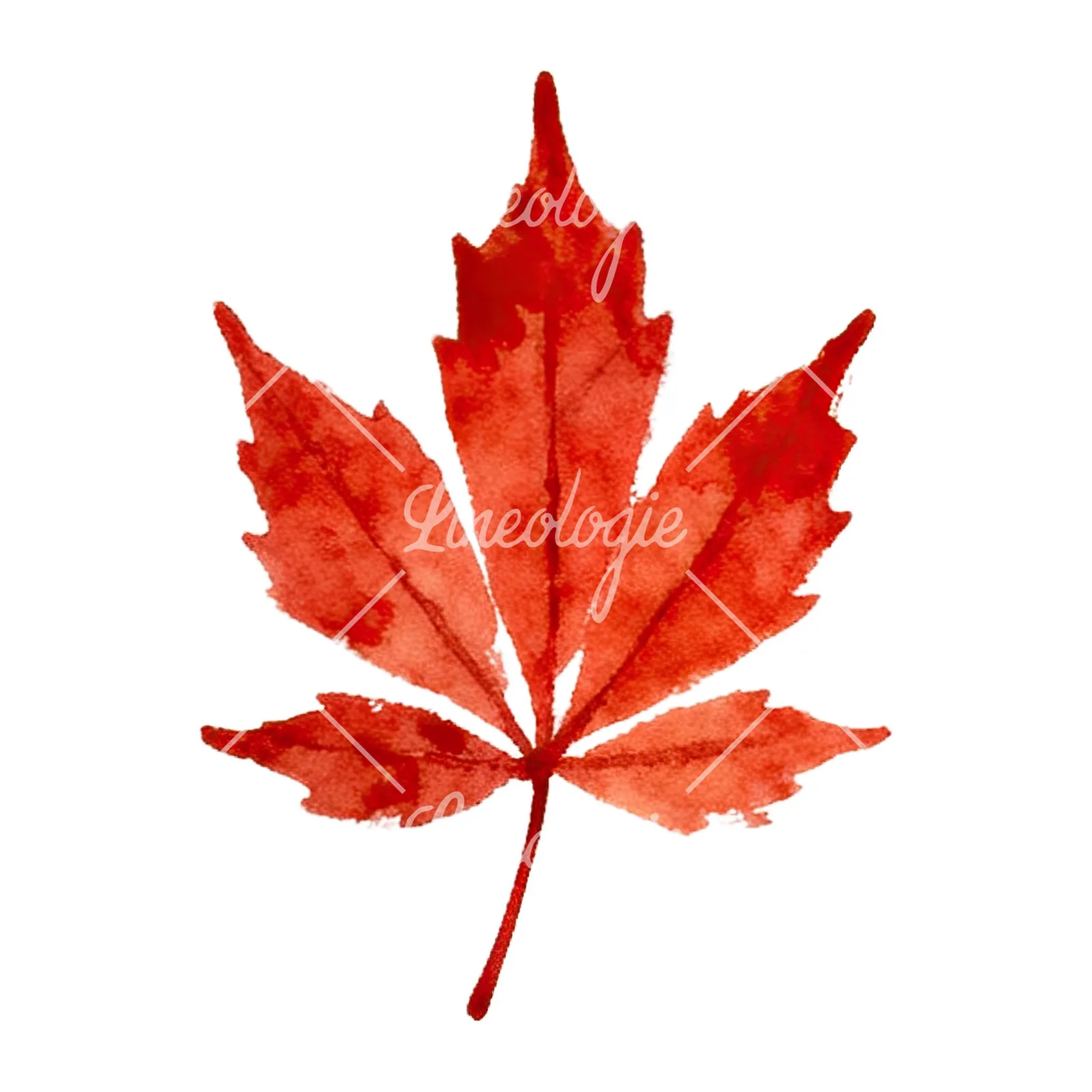 Watercolor red and orange fall leaf clipart 8 of 12 on a white background (JPG)