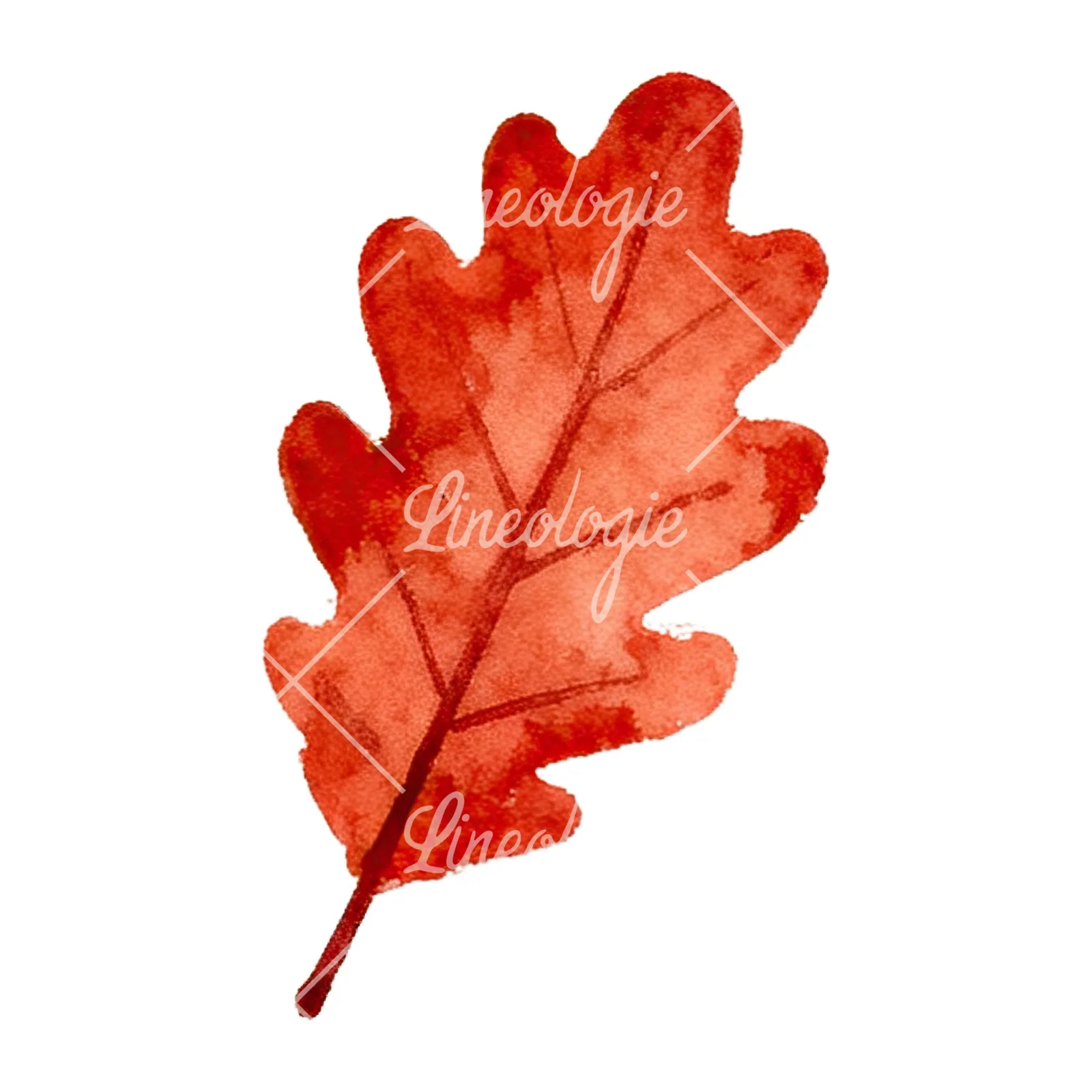 Watercolor red and orange fall leaf clipart 10 of 12 on a white background (JPG)