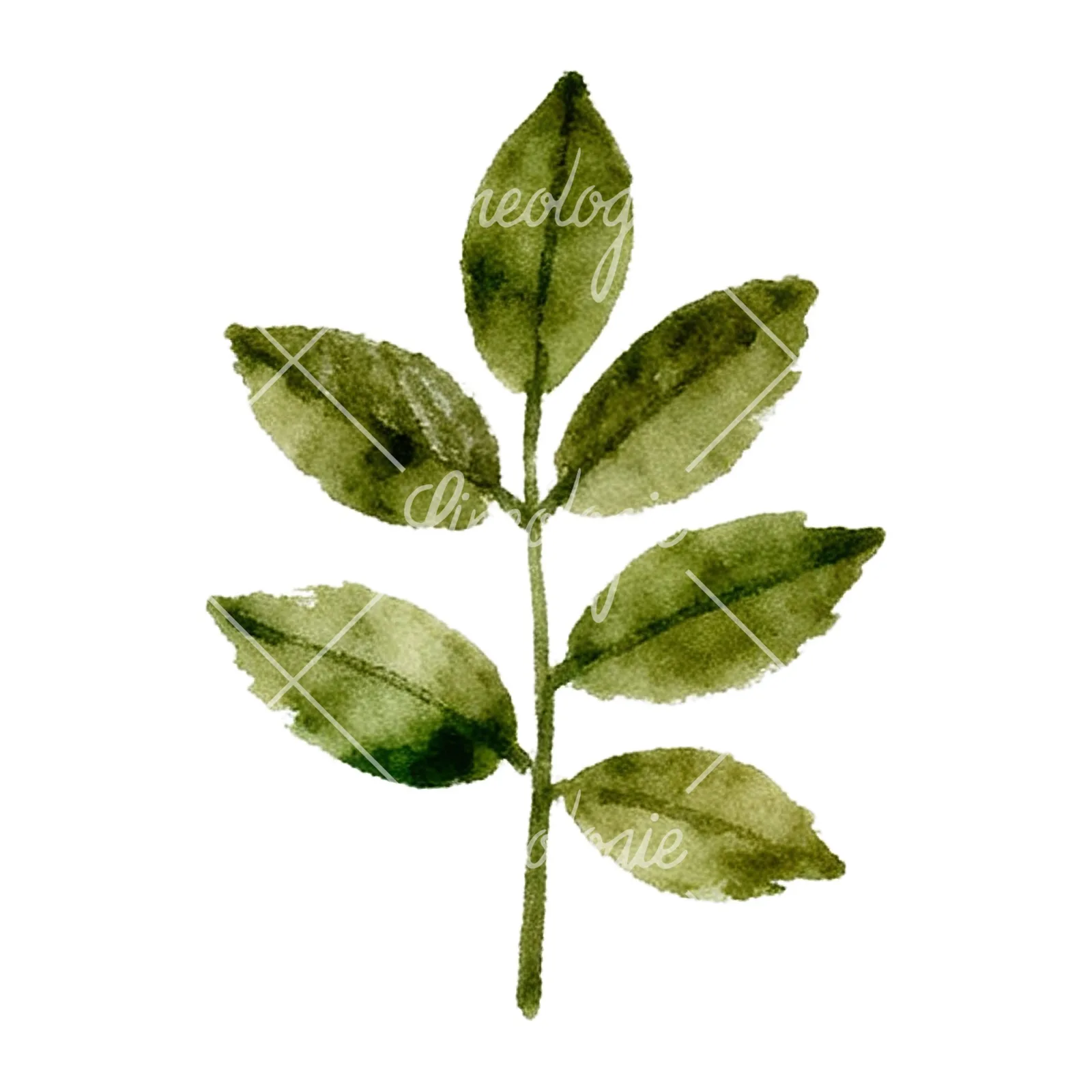 Watercolor red and orange fall leaf clipart 11 of 12 on a white background (JPG)