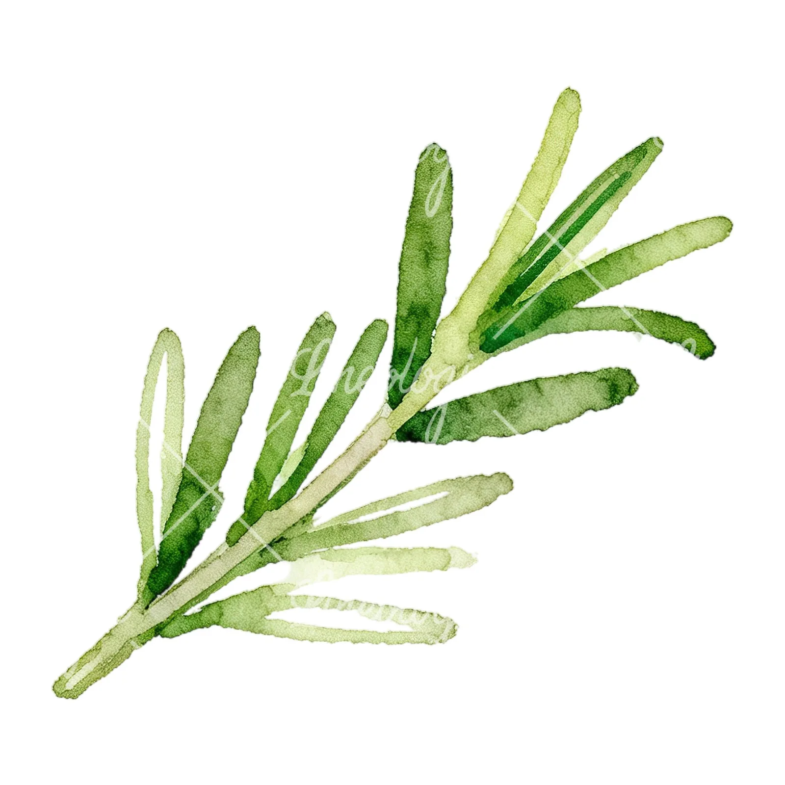 Watercolor elongated rosemary sprig clipart 1 of 12 on a white background (JPG)