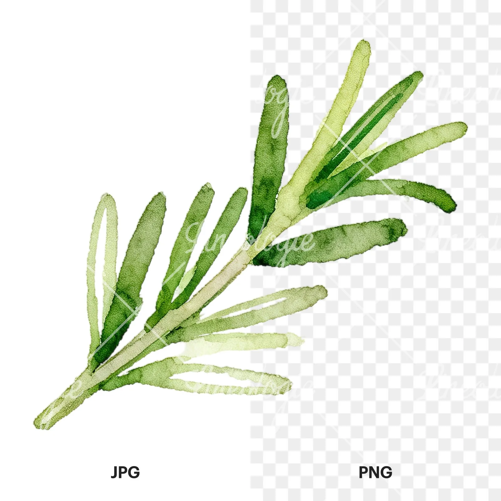 Watercolor elongated rosemary sprig clipart 1 of 12, as a JPG on white and a transparent PNG