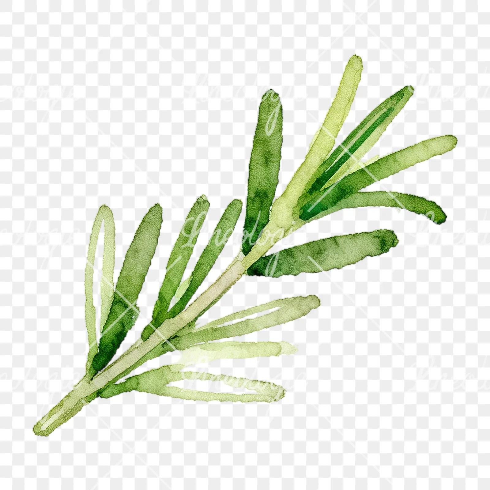 Watercolor elongated rosemary sprig clipart 1 of 12 on a transparent background (PNG)