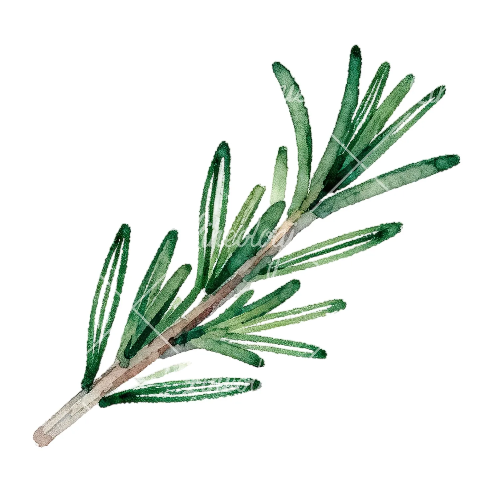 Watercolor elongated rosemary sprig clipart 2 of 12 on a white background (JPG)