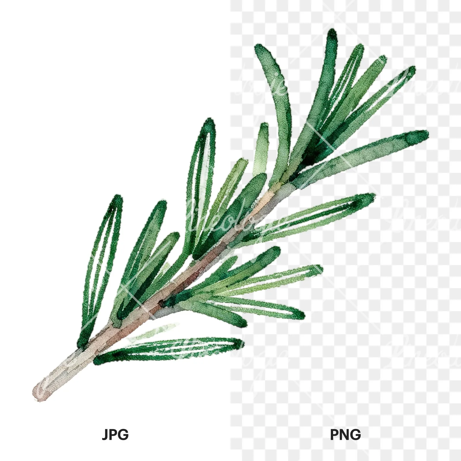 Watercolor elongated rosemary sprig clipart 2 of 12, as a JPG on white and a transparent PNG