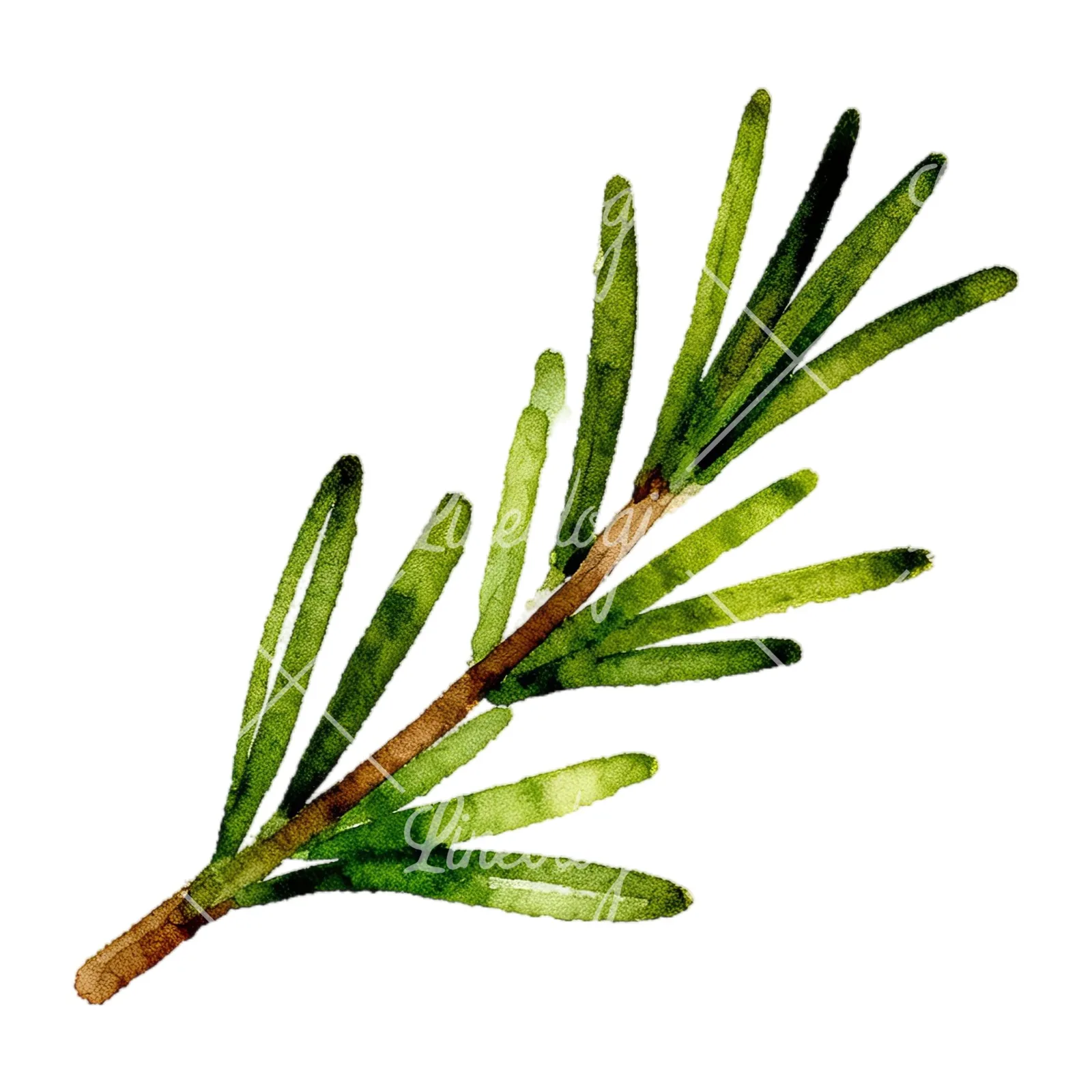 Watercolor elongated rosemary sprig clipart 3 of 12 on a white background (JPG)