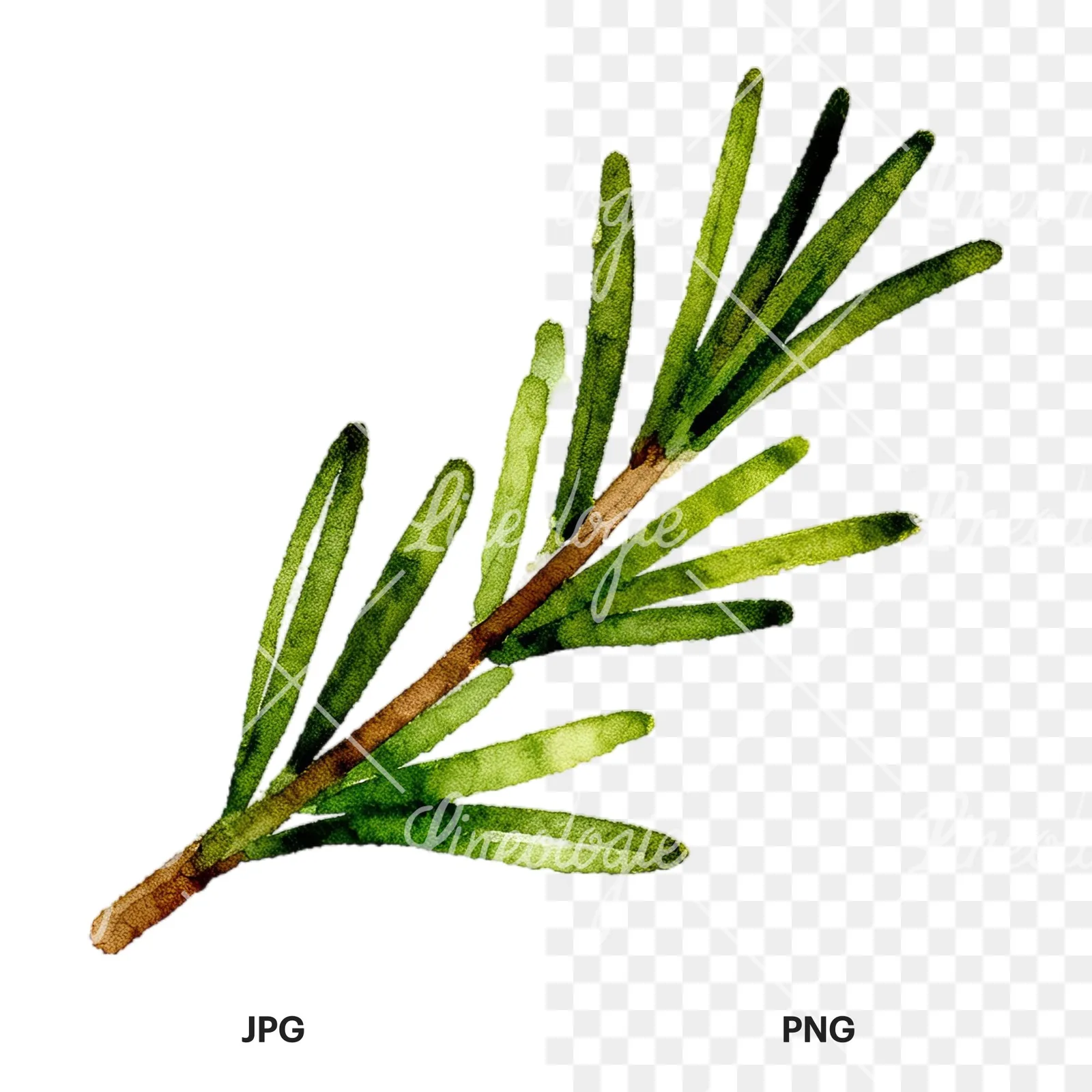 Watercolor elongated rosemary sprig clipart 3 of 12, as a JPG on white and a transparent PNG