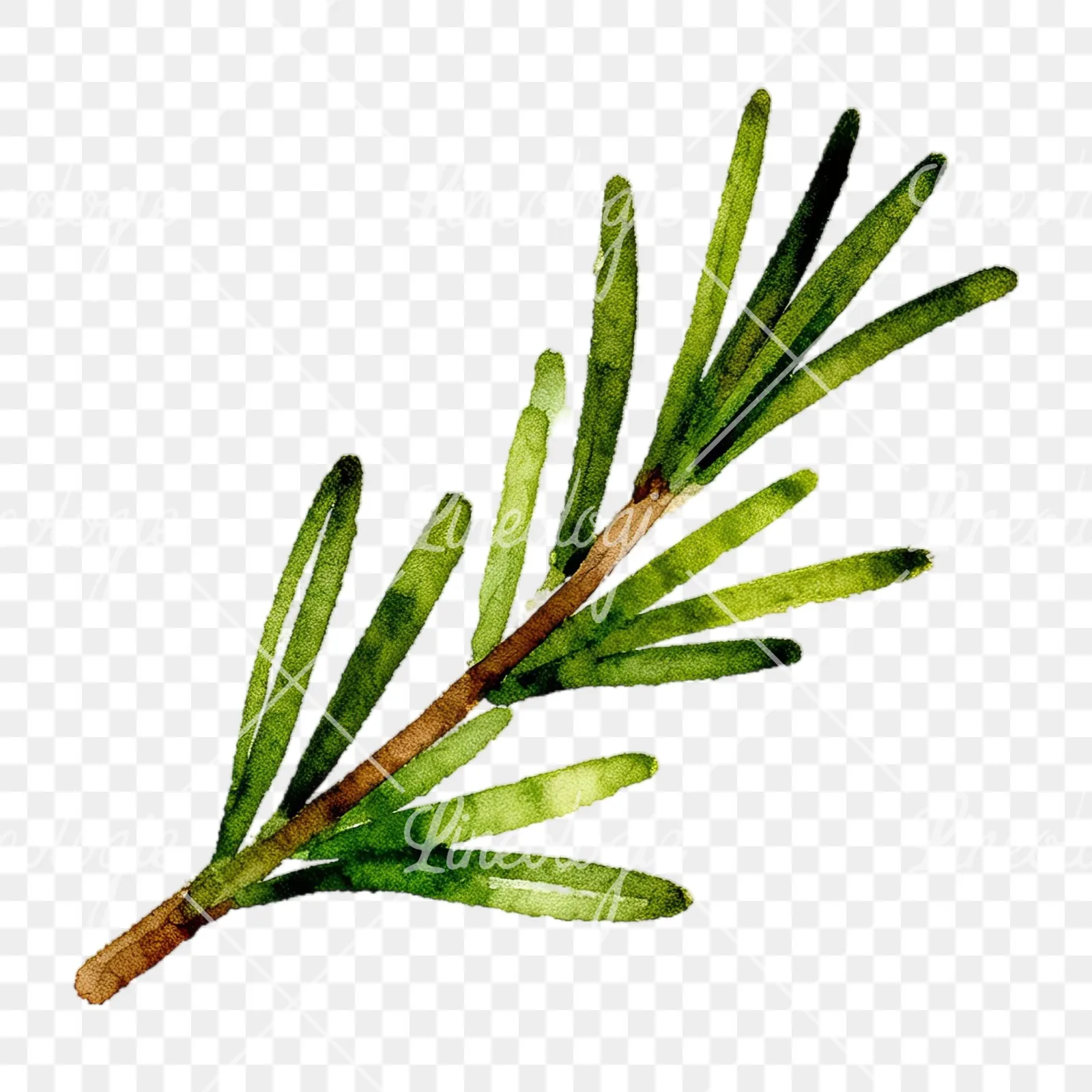 Watercolor elongated rosemary sprig clipart 3 of 12 on a transparent background (PNG)