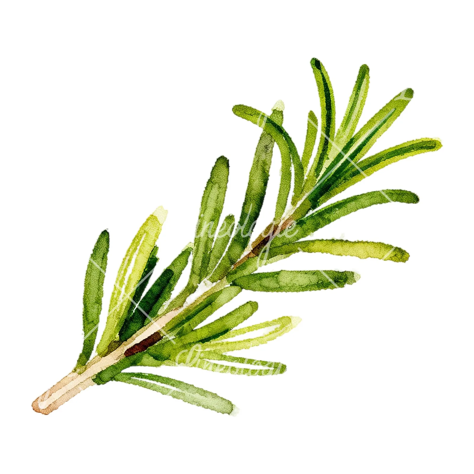 Watercolor elongated rosemary sprig clipart 4 of 12 on a white background (JPG)