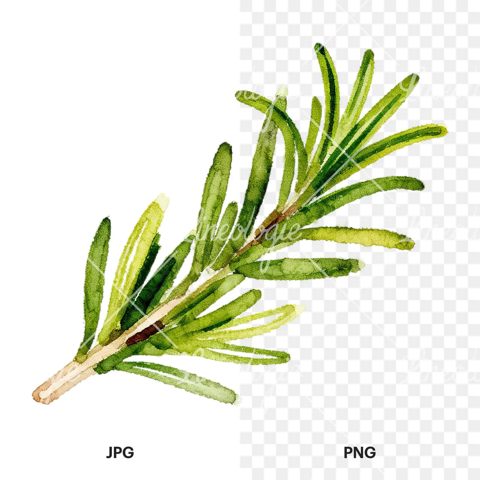 Watercolor elongated rosemary sprig clipart 4 of 12, as a JPG on white and a transparent PNG