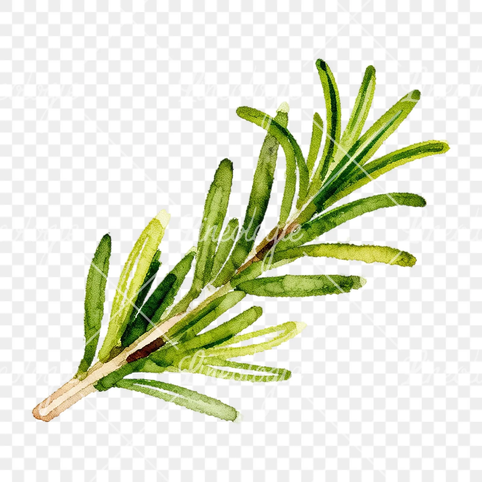Watercolor elongated rosemary sprig clipart 4 of 12 on a transparent background (PNG)