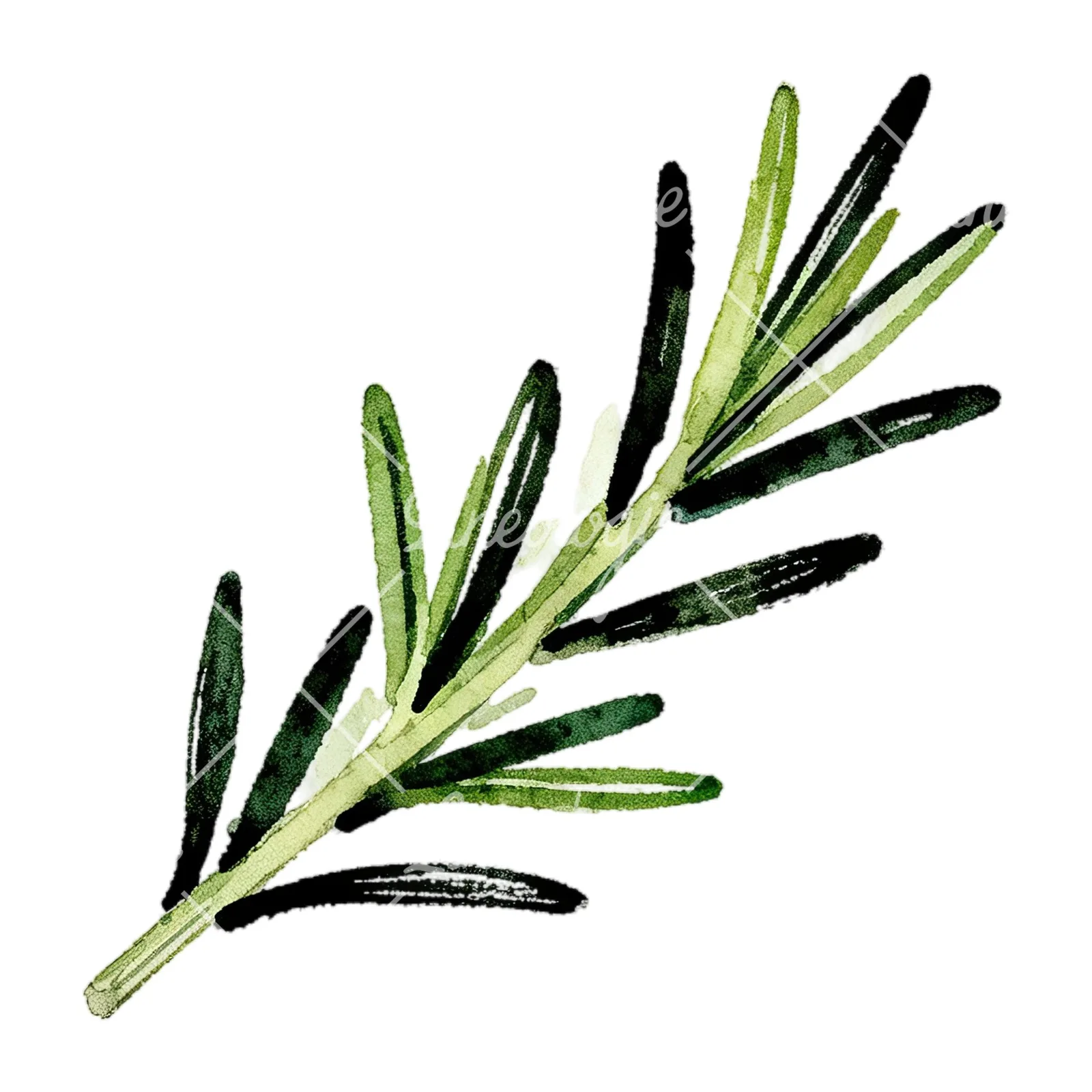 Watercolor elongated rosemary sprig clipart 5 of 12 on a white background (JPG)