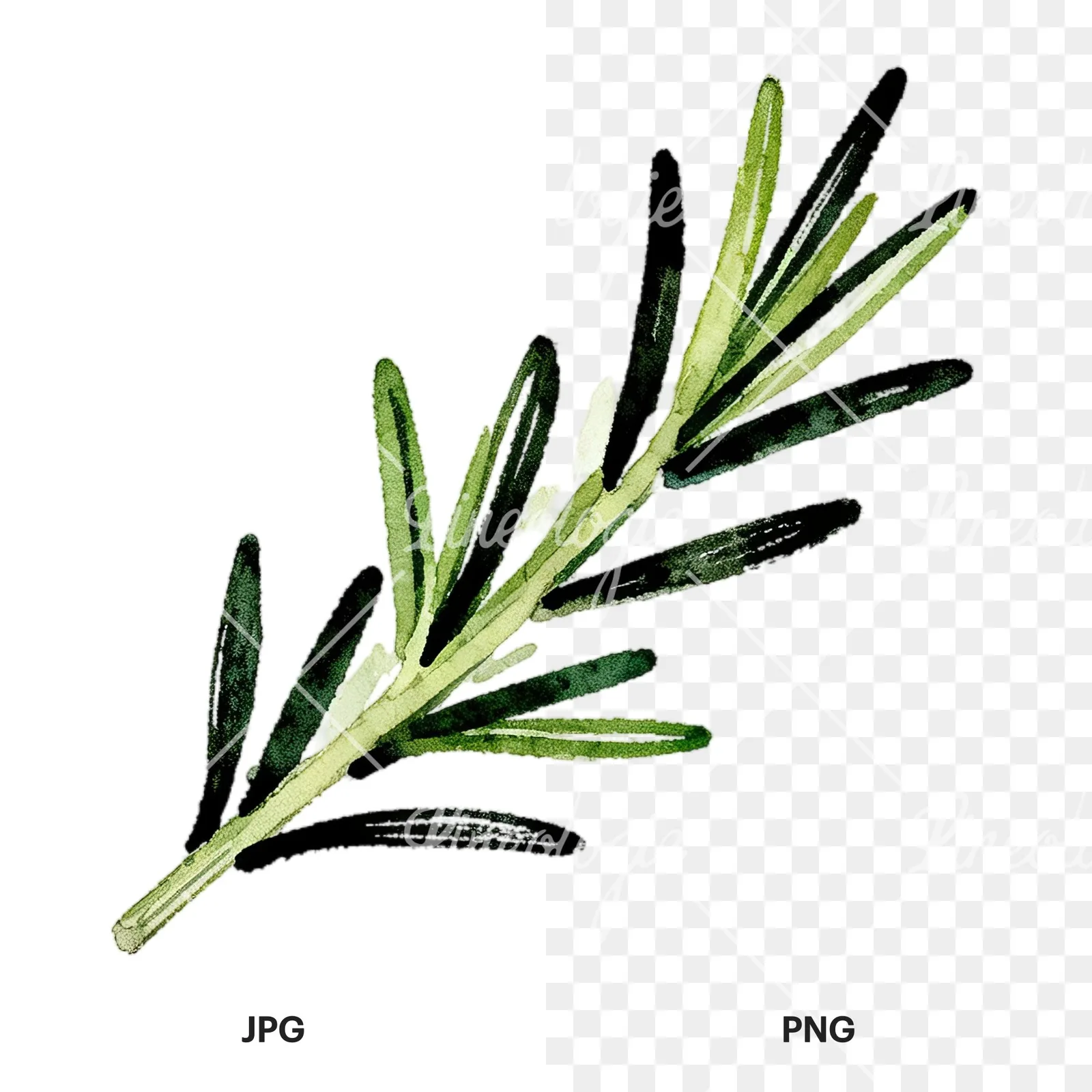 Watercolor elongated rosemary sprig clipart 5 of 12, as a JPG on white and a transparent PNG