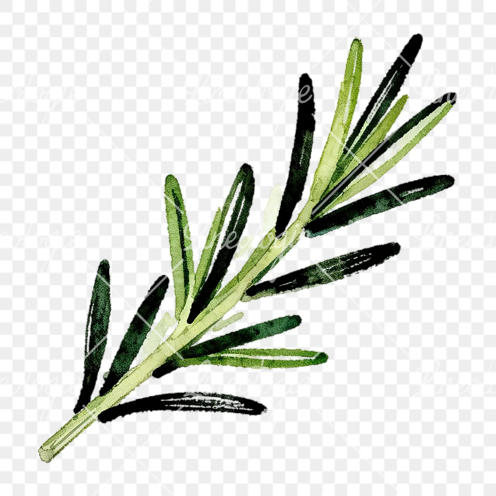 Watercolor elongated rosemary sprig clipart 5 of 12 on a transparent background (PNG)