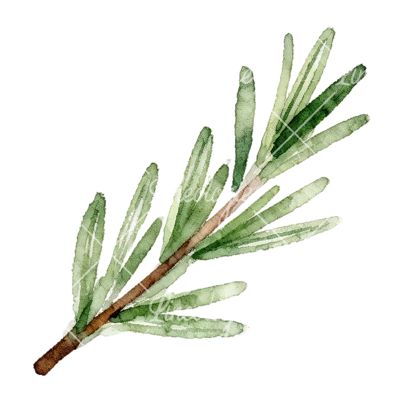 Watercolor elongated rosemary sprig clipart 6 of 12 on a white background (JPG)