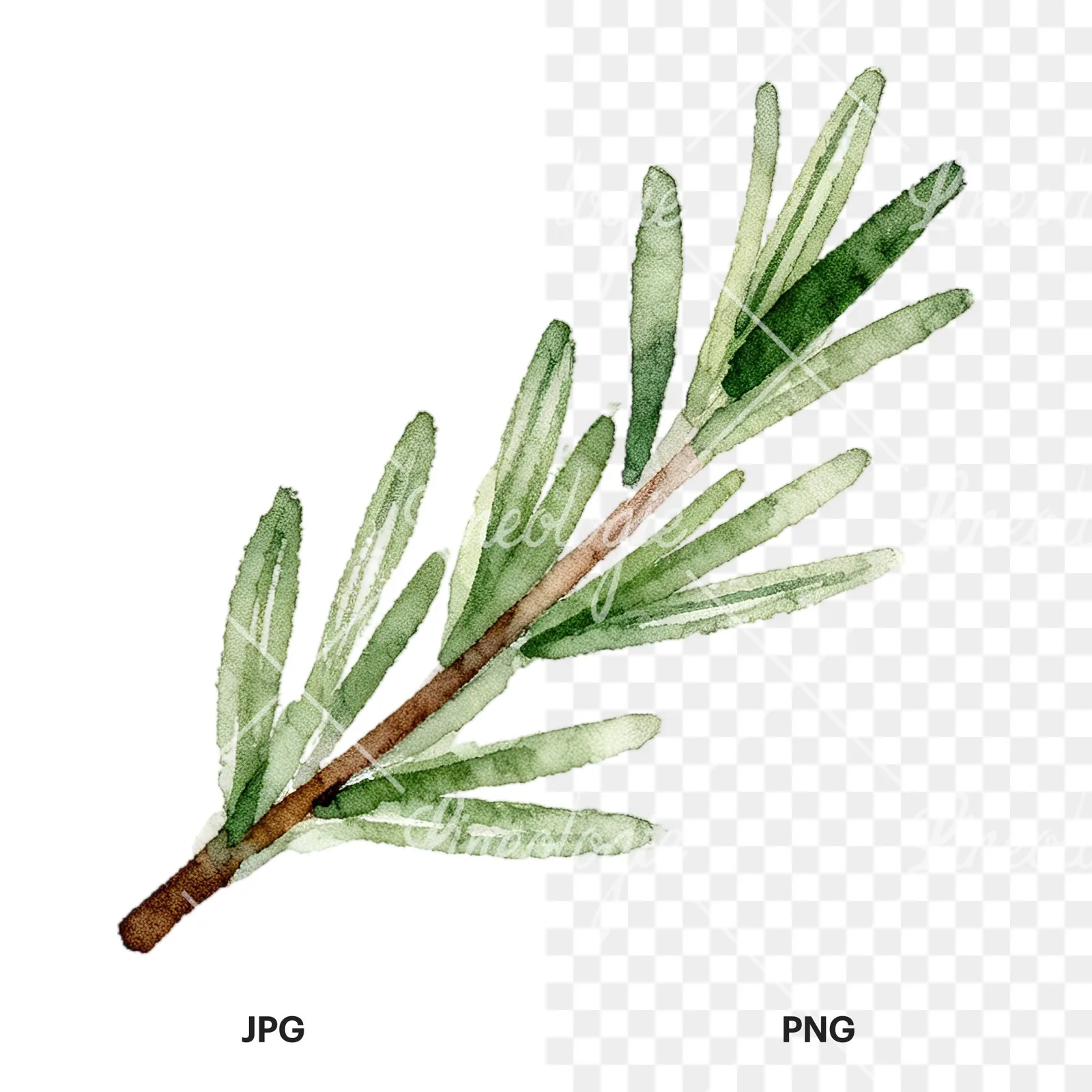 Watercolor elongated rosemary sprig clipart 6 of 12, as a JPG on white and a transparent PNG