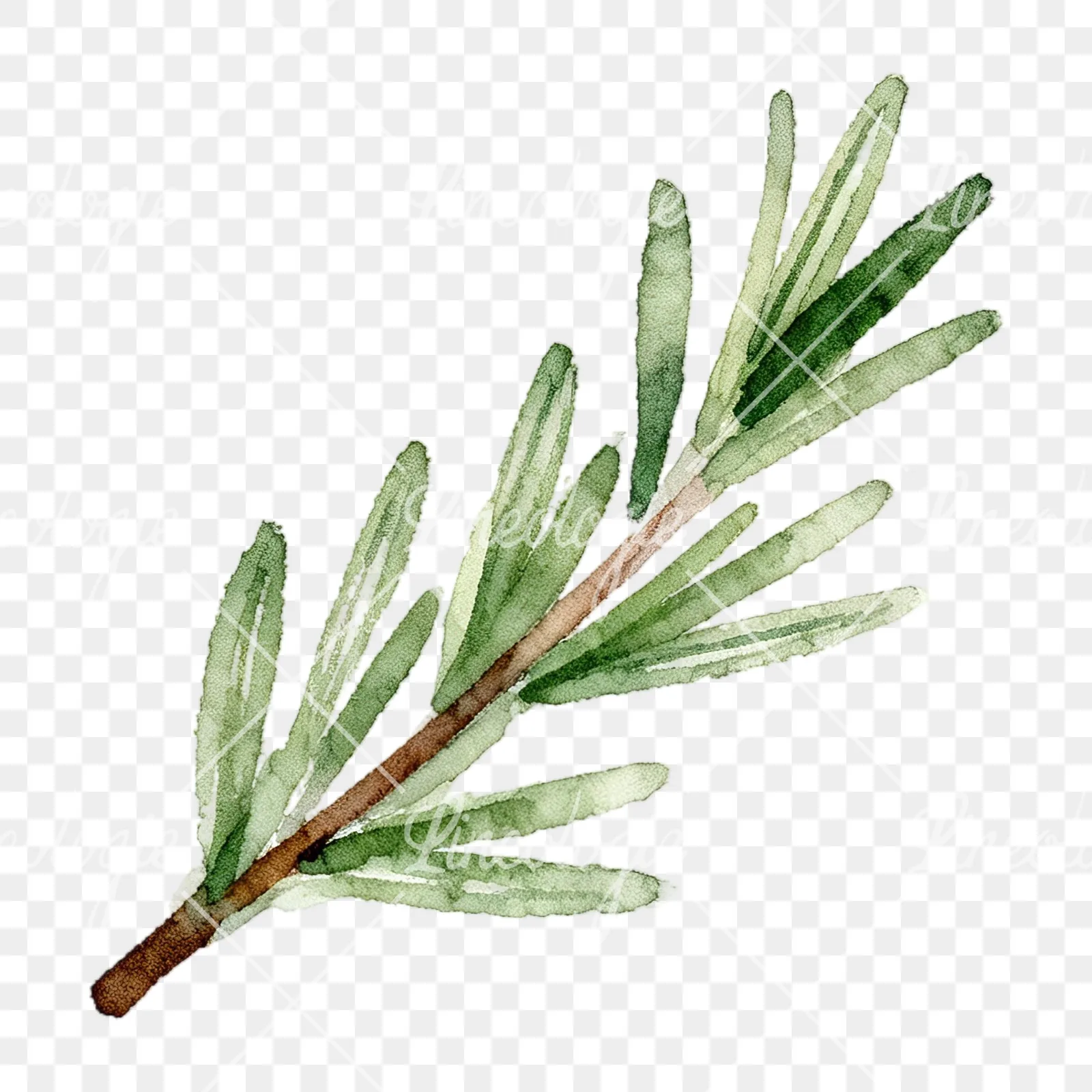 Watercolor elongated rosemary sprig clipart 6 of 12 on a transparent background (PNG)