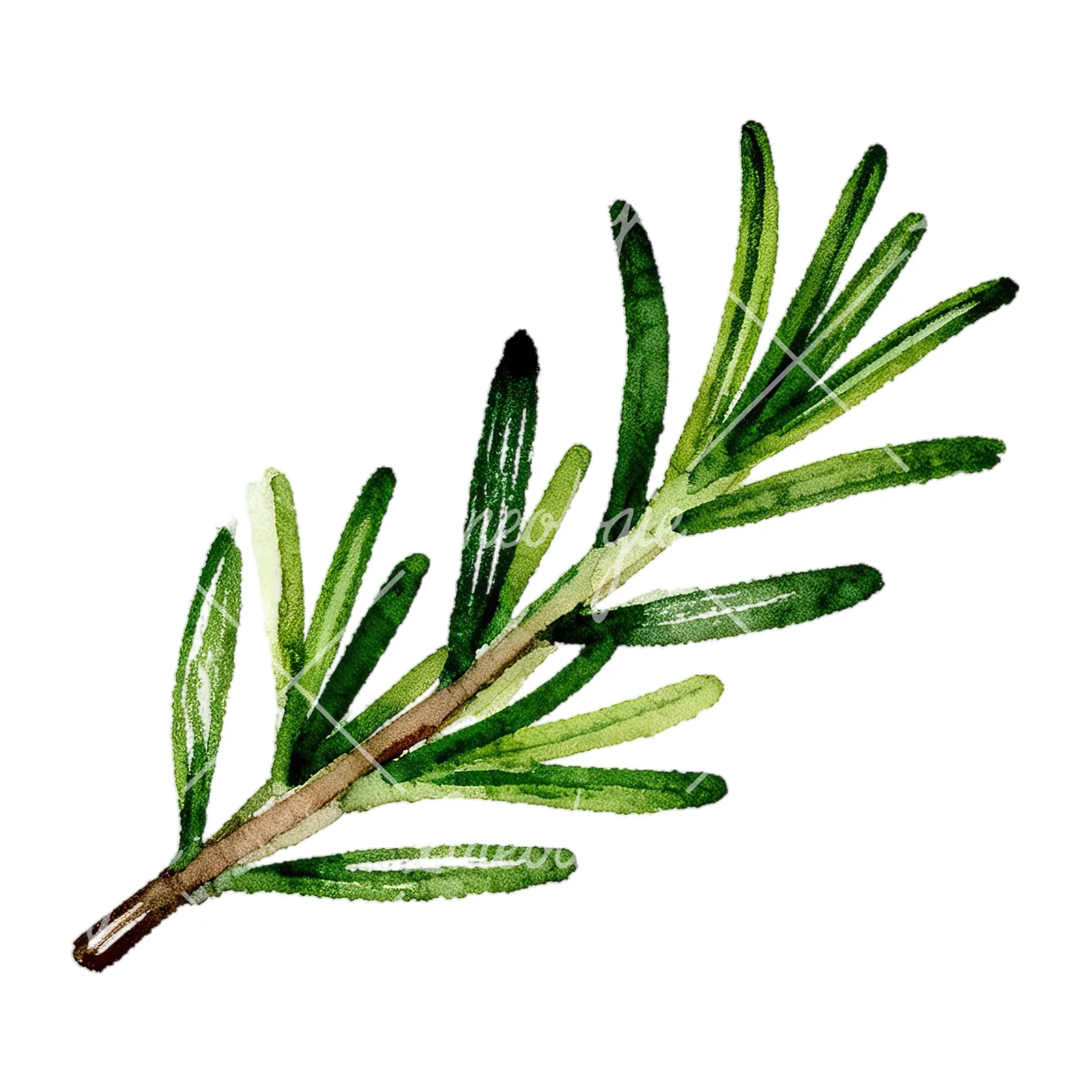 Watercolor elongated rosemary sprig clipart 7 of 12 on a white background (JPG)