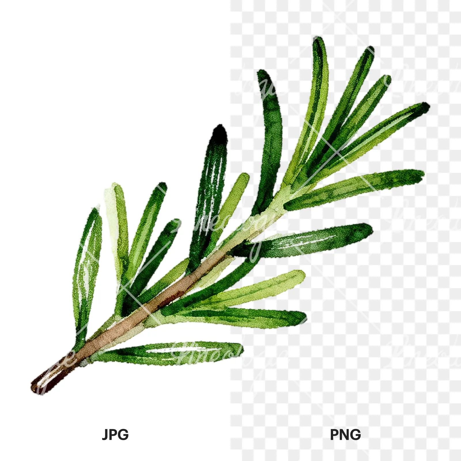 Watercolor elongated rosemary sprig clipart 7 of 12, as a JPG on white and a transparent PNG