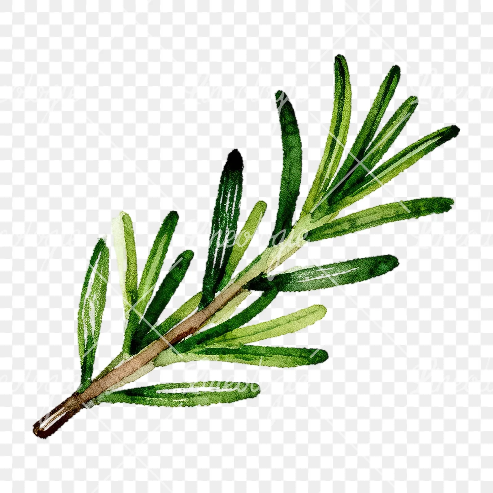 Watercolor elongated rosemary sprig clipart 7 of 12 on a transparent background (PNG)