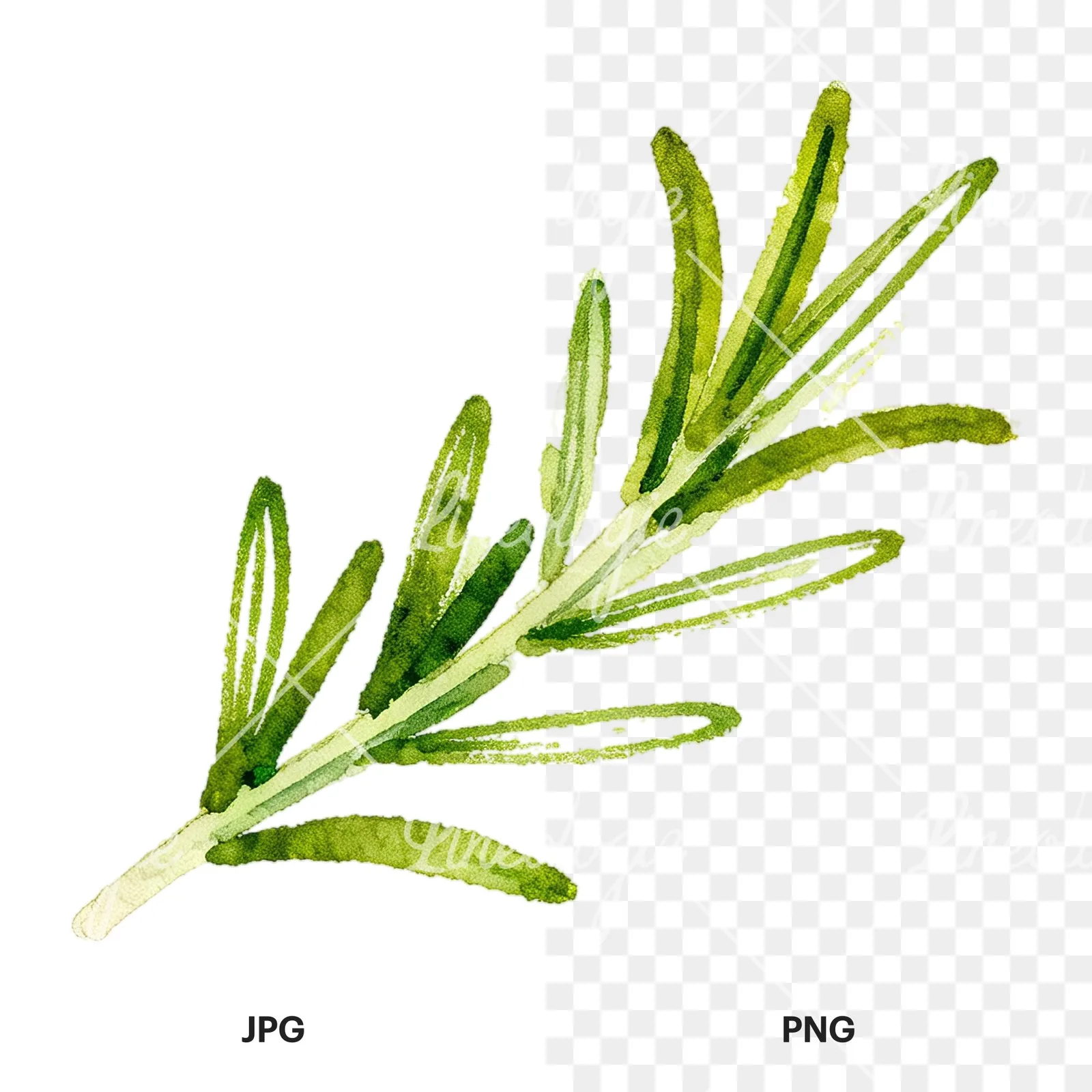 Watercolor elongated rosemary sprig clipart 8 of 12, as a JPG on white and a transparent PNG