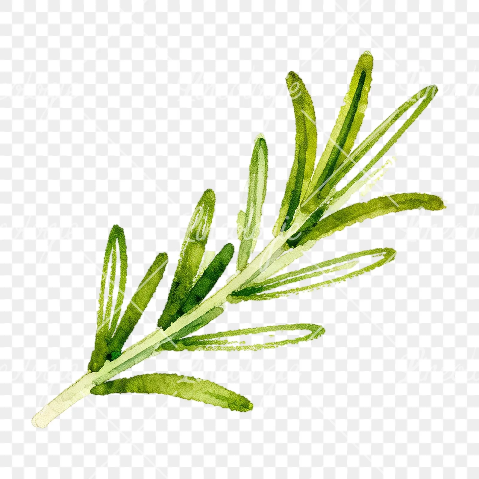 Watercolor elongated rosemary sprig clipart 8 of 12 on a transparent background (PNG)