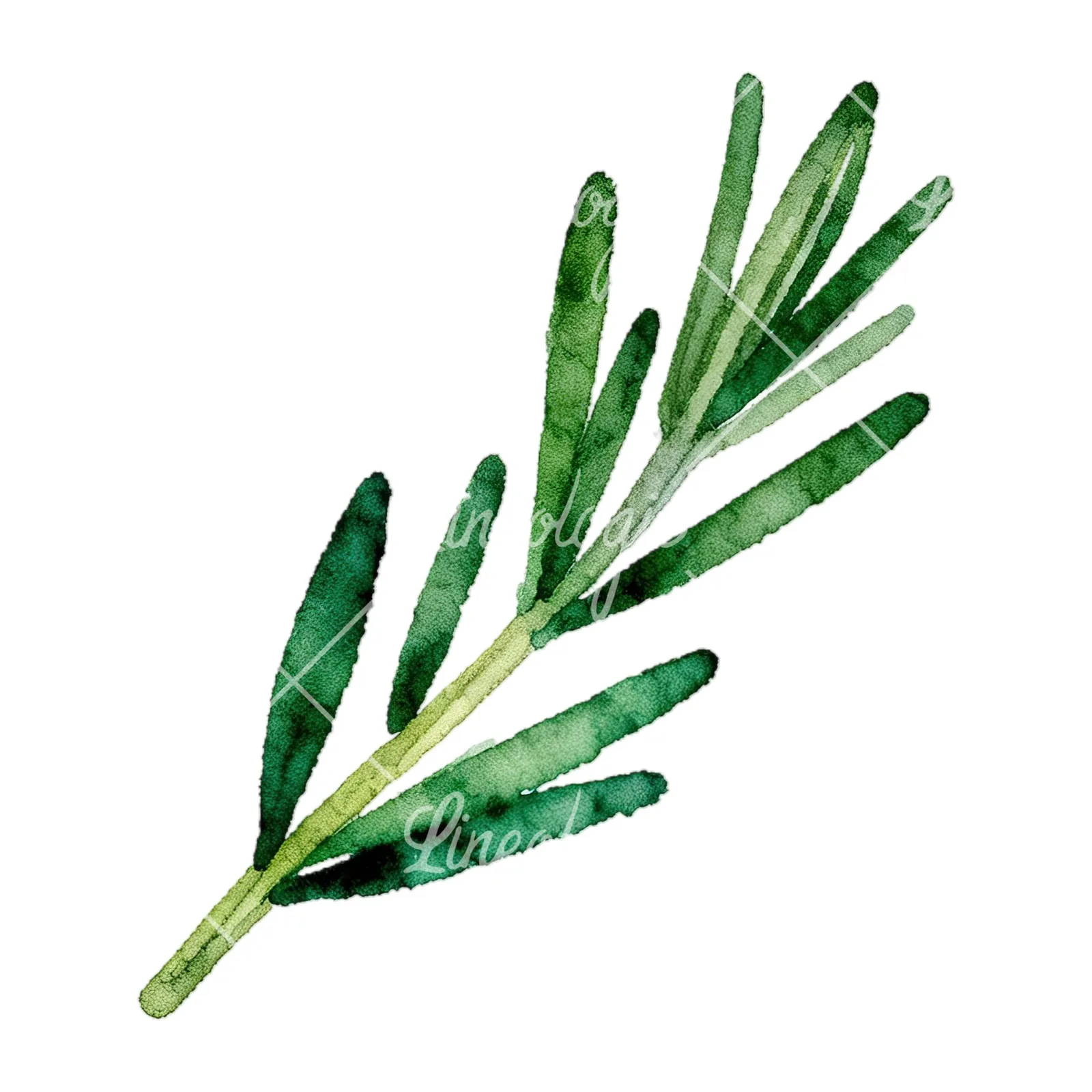 Watercolor elongated rosemary sprig clipart 9 of 12 on a white background (JPG)