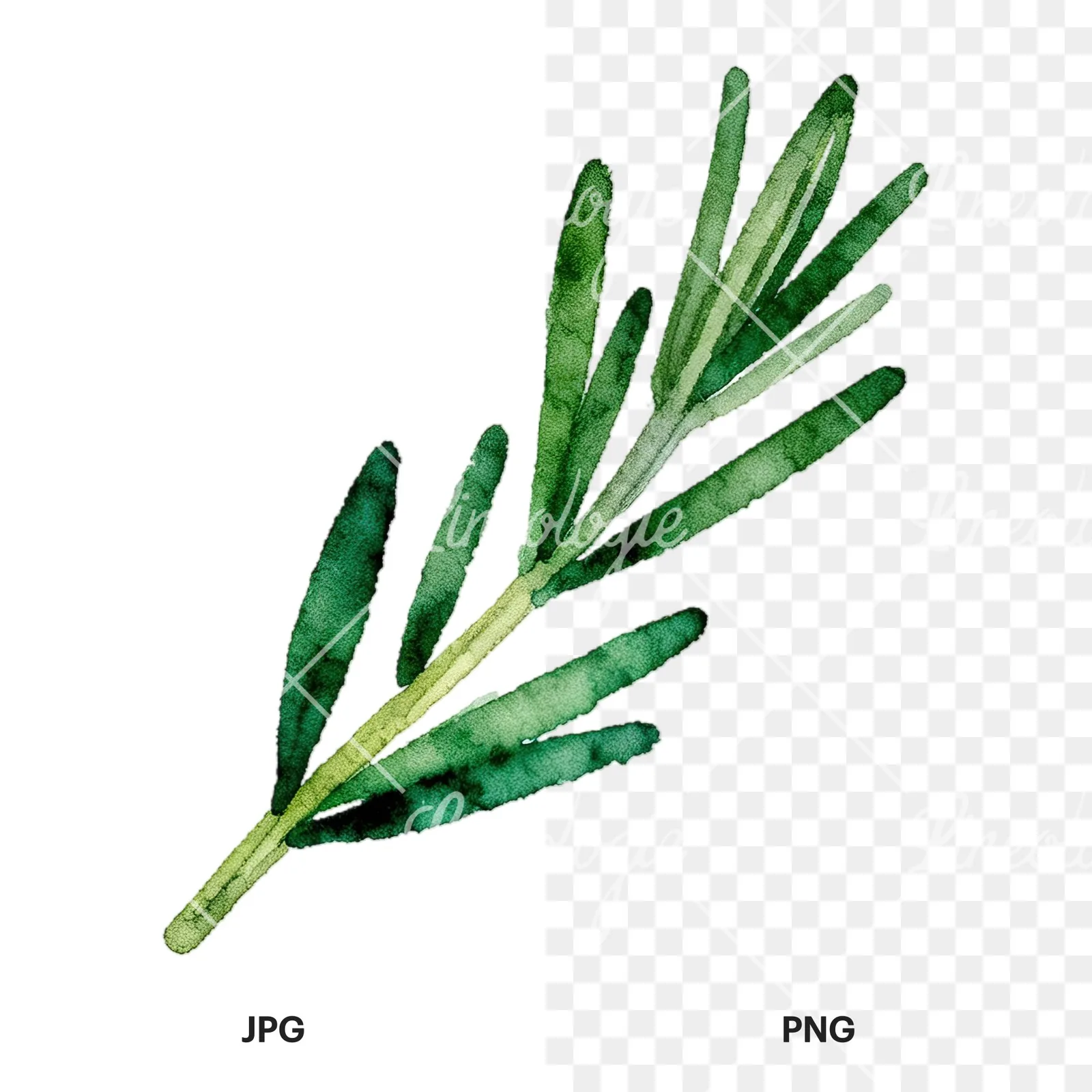 Watercolor elongated rosemary sprig clipart 9 of 12, as a JPG on white and a transparent PNG