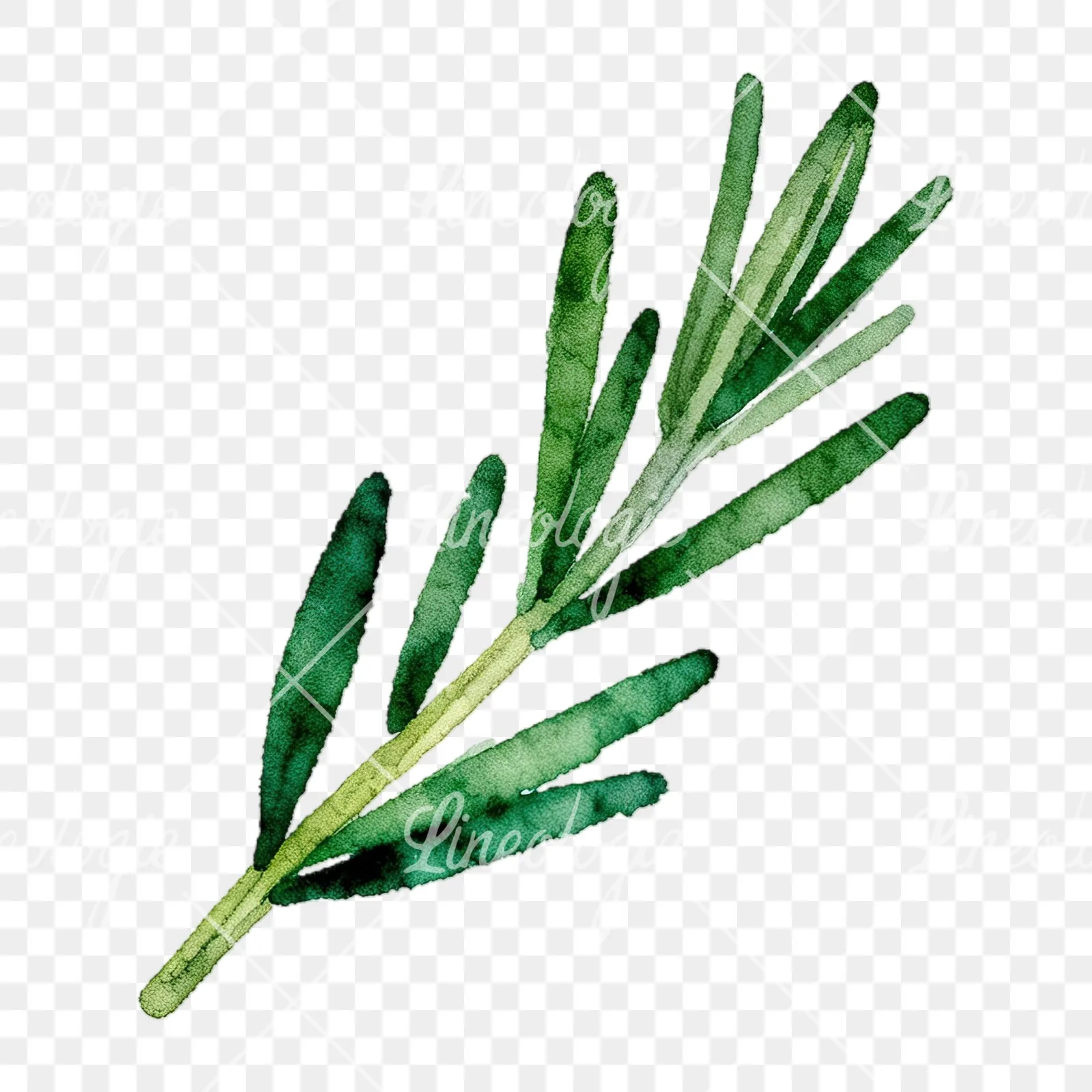Watercolor elongated rosemary sprig clipart 9 of 12 on a transparent background (PNG)