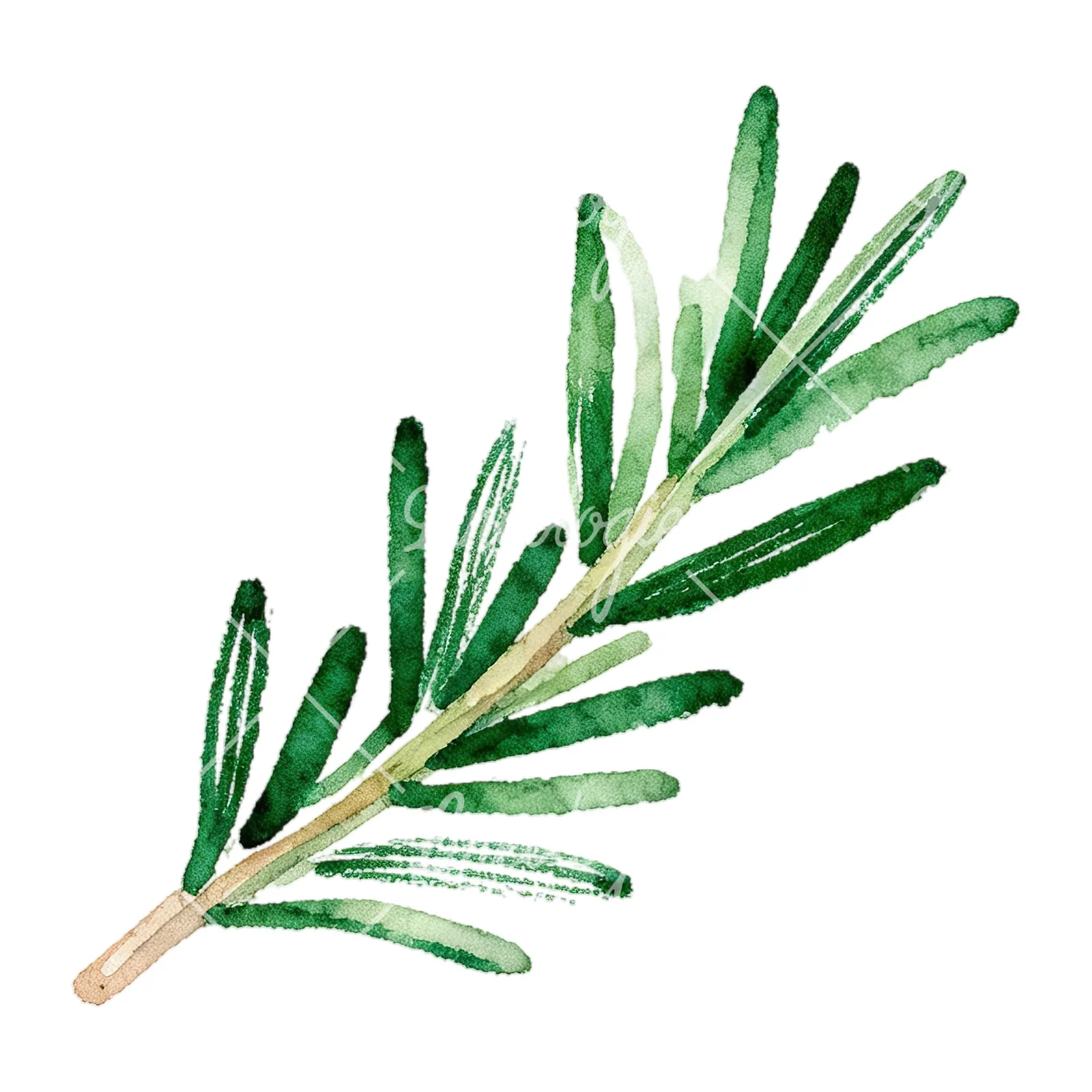 Watercolor elongated rosemary sprig clipart 10 of 12 on a white background (JPG)