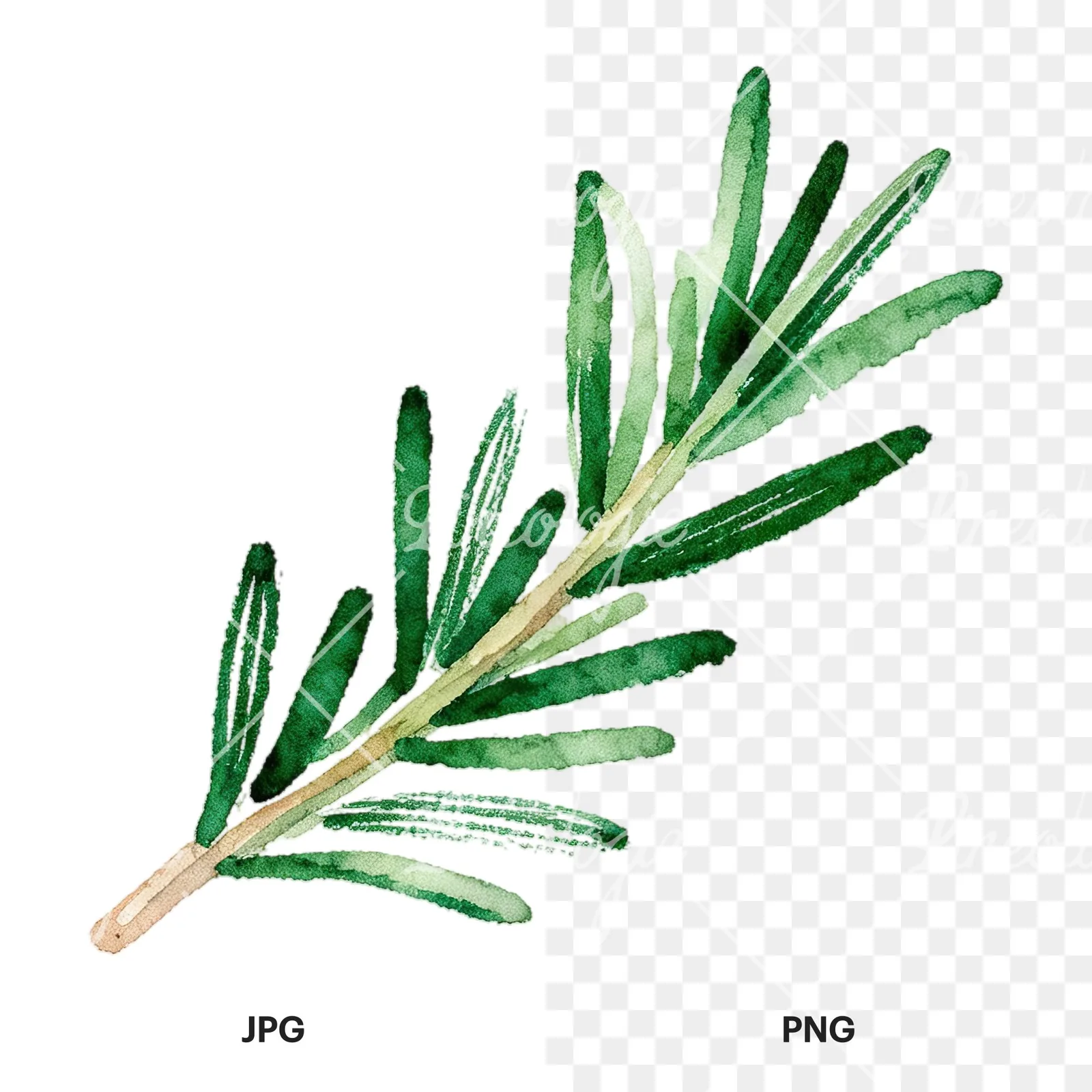 Watercolor elongated rosemary sprig clipart 10 of 12, as a JPG on white and a transparent PNG
