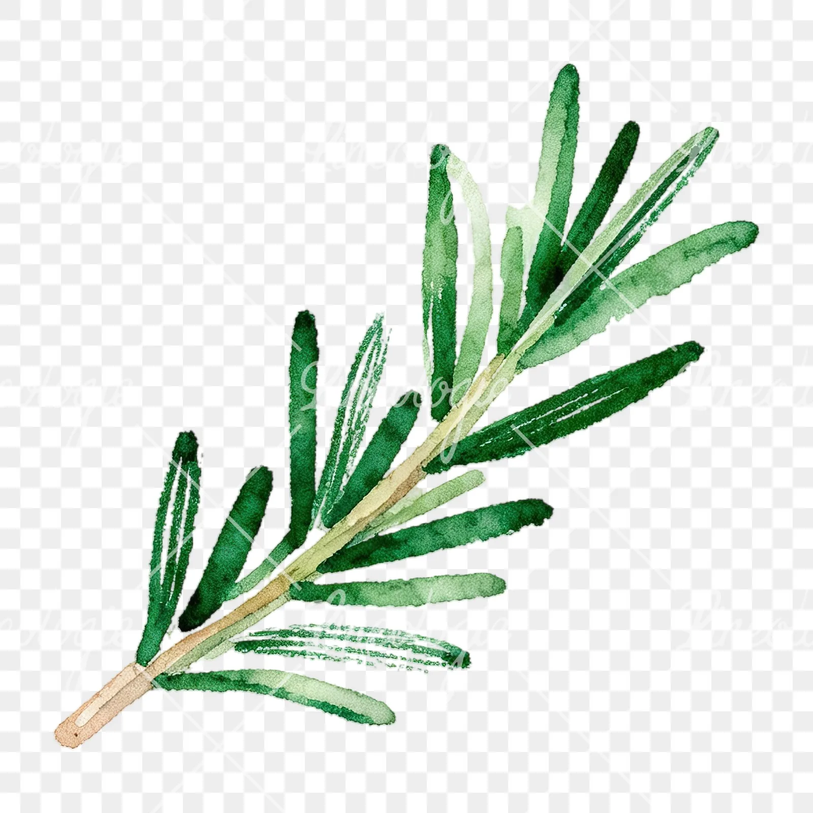 Watercolor elongated rosemary sprig clipart 10 of 12 on a transparent background (PNG)