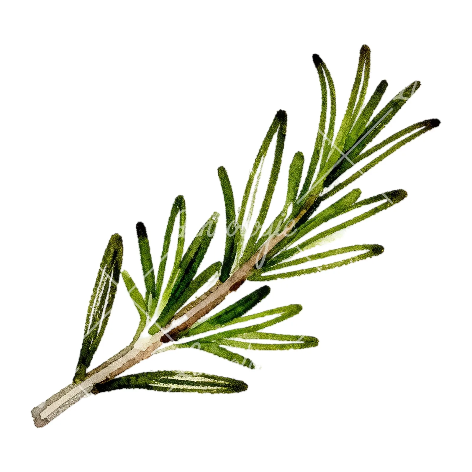 Watercolor elongated rosemary sprig clipart 11 of 12 on a white background (JPG)