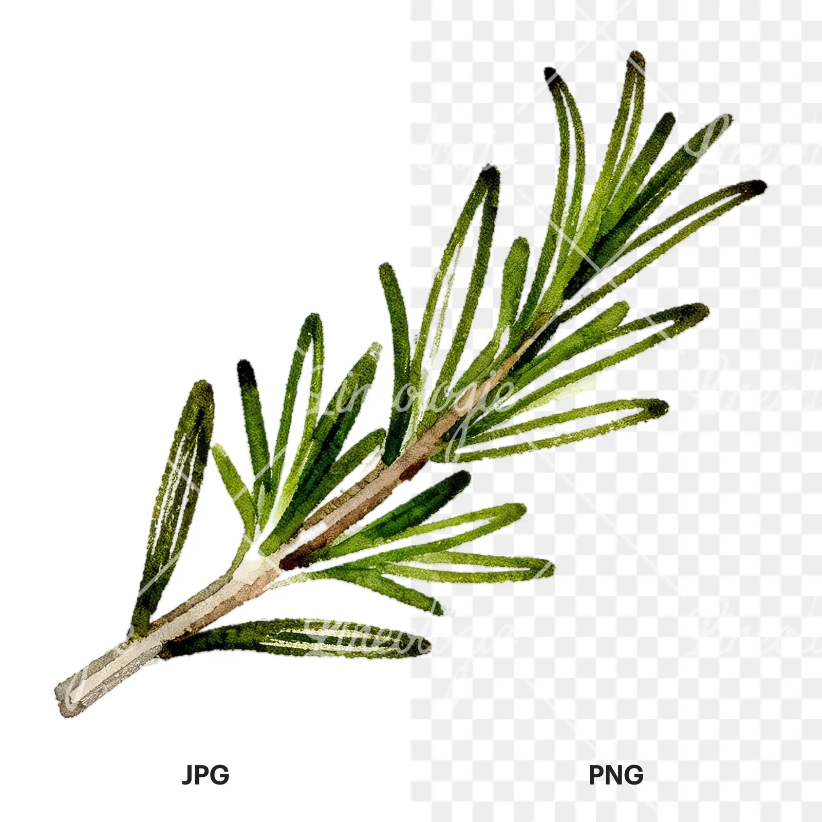 Watercolor elongated rosemary sprig clipart 11 of 12, as a JPG on white and a transparent PNG