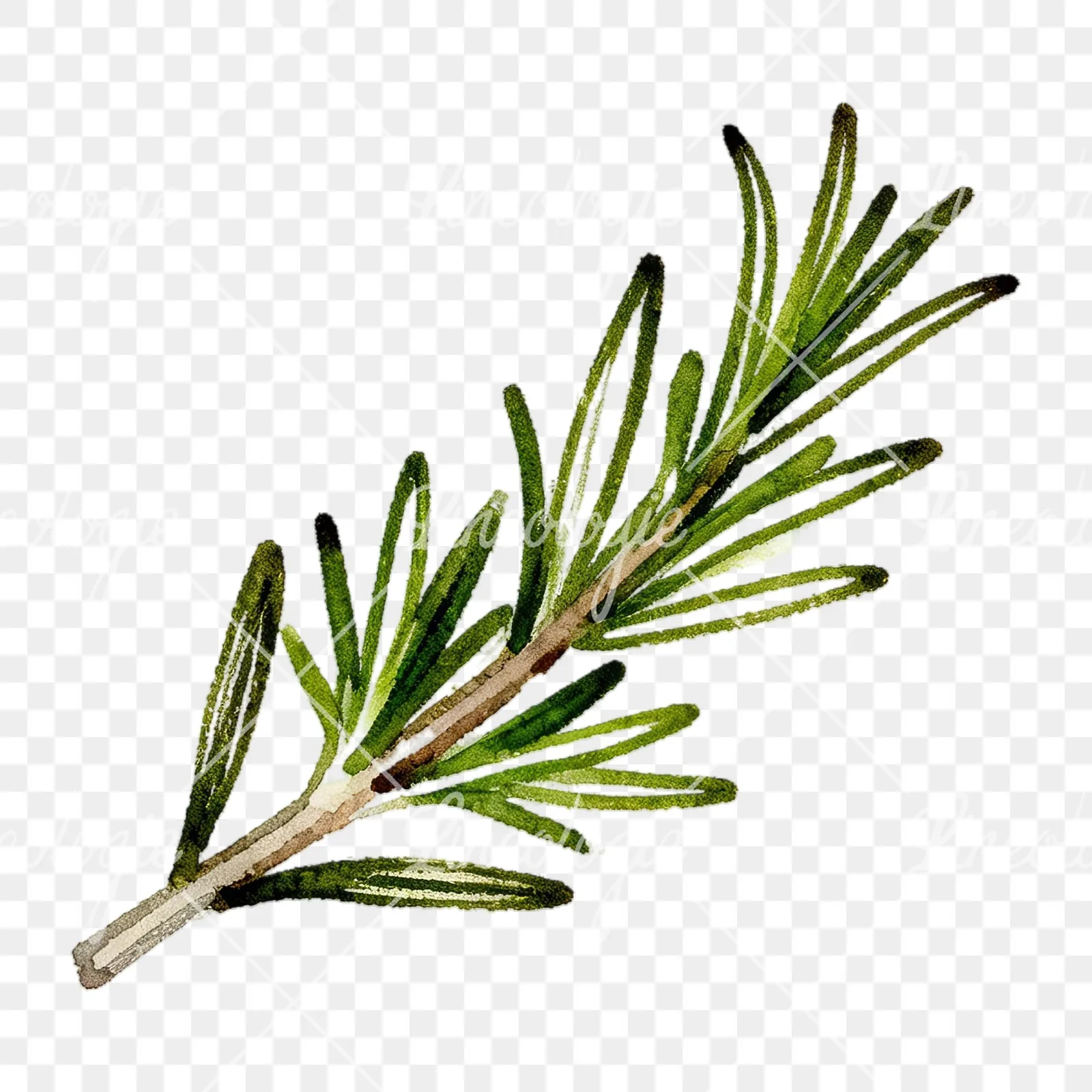 Watercolor elongated rosemary sprig clipart 11 of 12 on a transparent background (PNG)