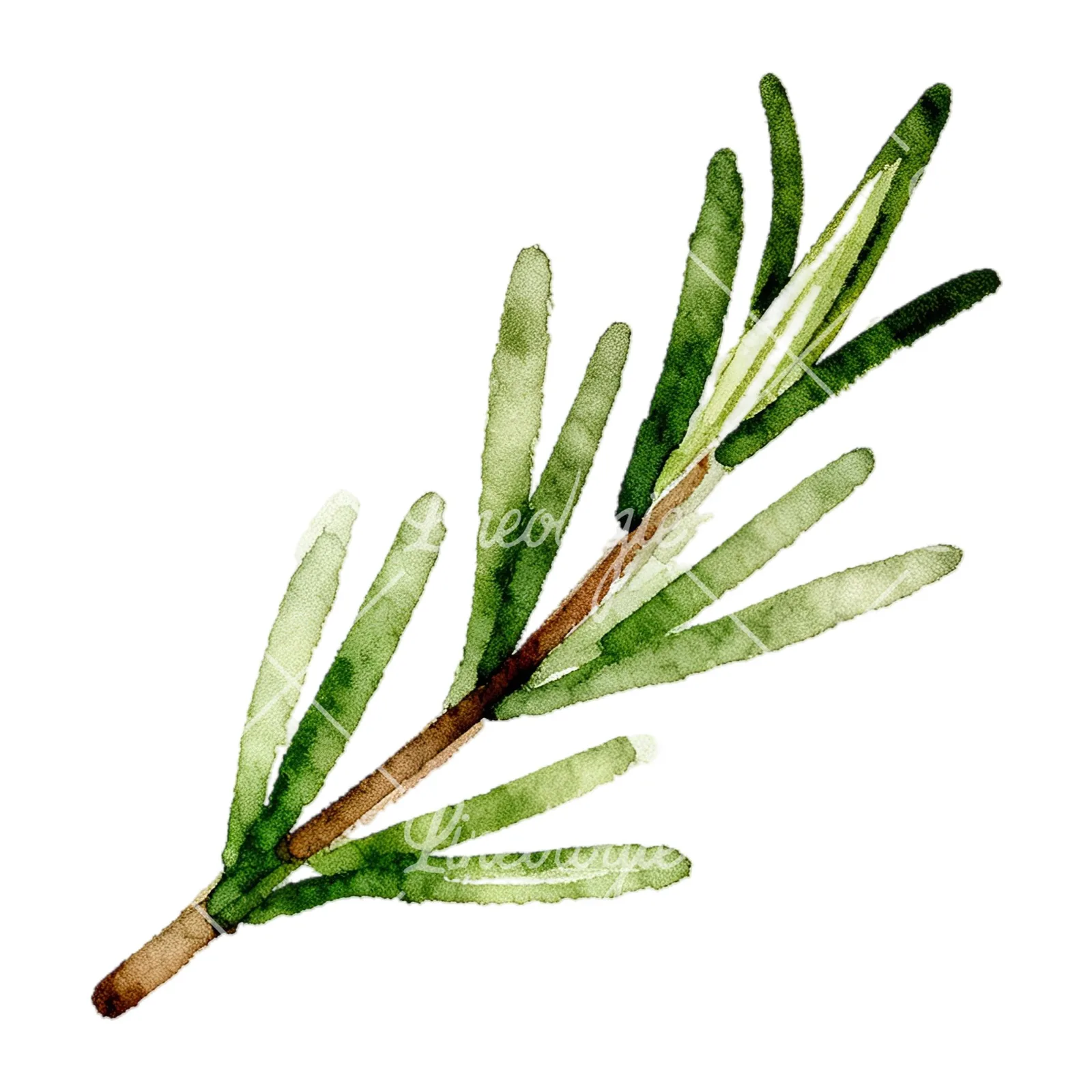 Watercolor elongated rosemary sprig clipart 12 of 12 on a white background (JPG)