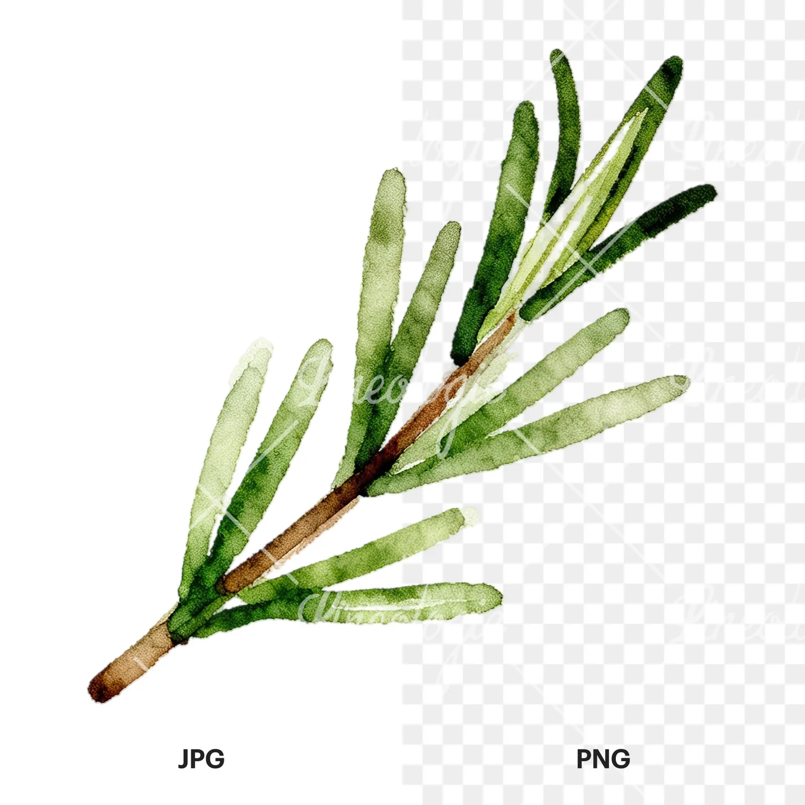 Watercolor elongated rosemary sprig clipart 12 of 12, as a JPG on white and a transparent PNG