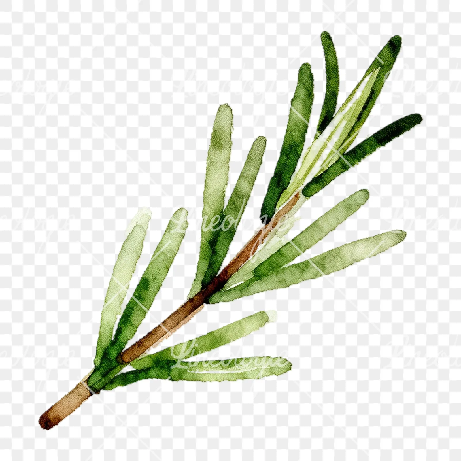 Watercolor elongated rosemary sprig clipart 12 of 12 on a transparent background (PNG)