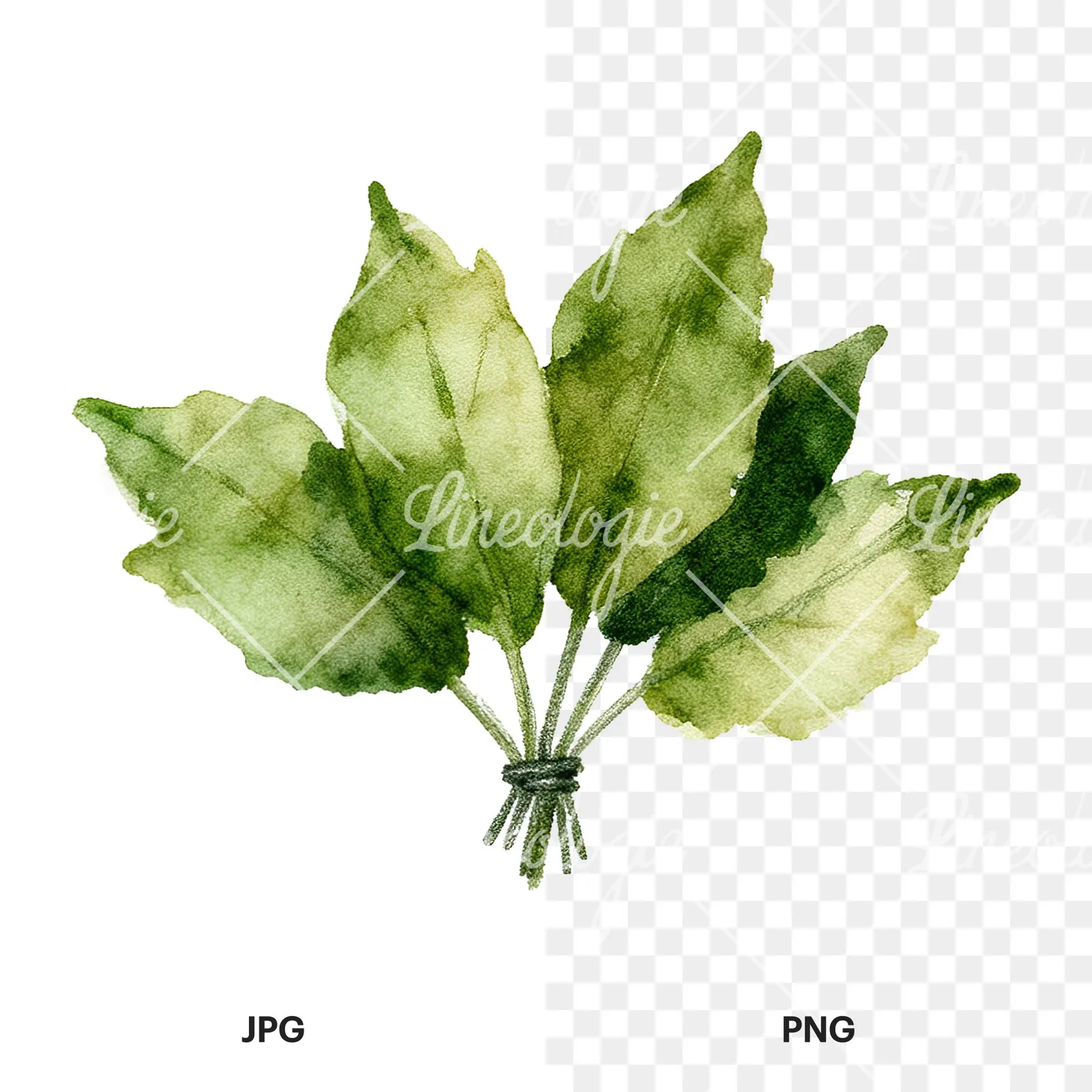 Watercolor autumn leaf bouquet clipart 3 of 15, as a JPG on white and a transparent PNG