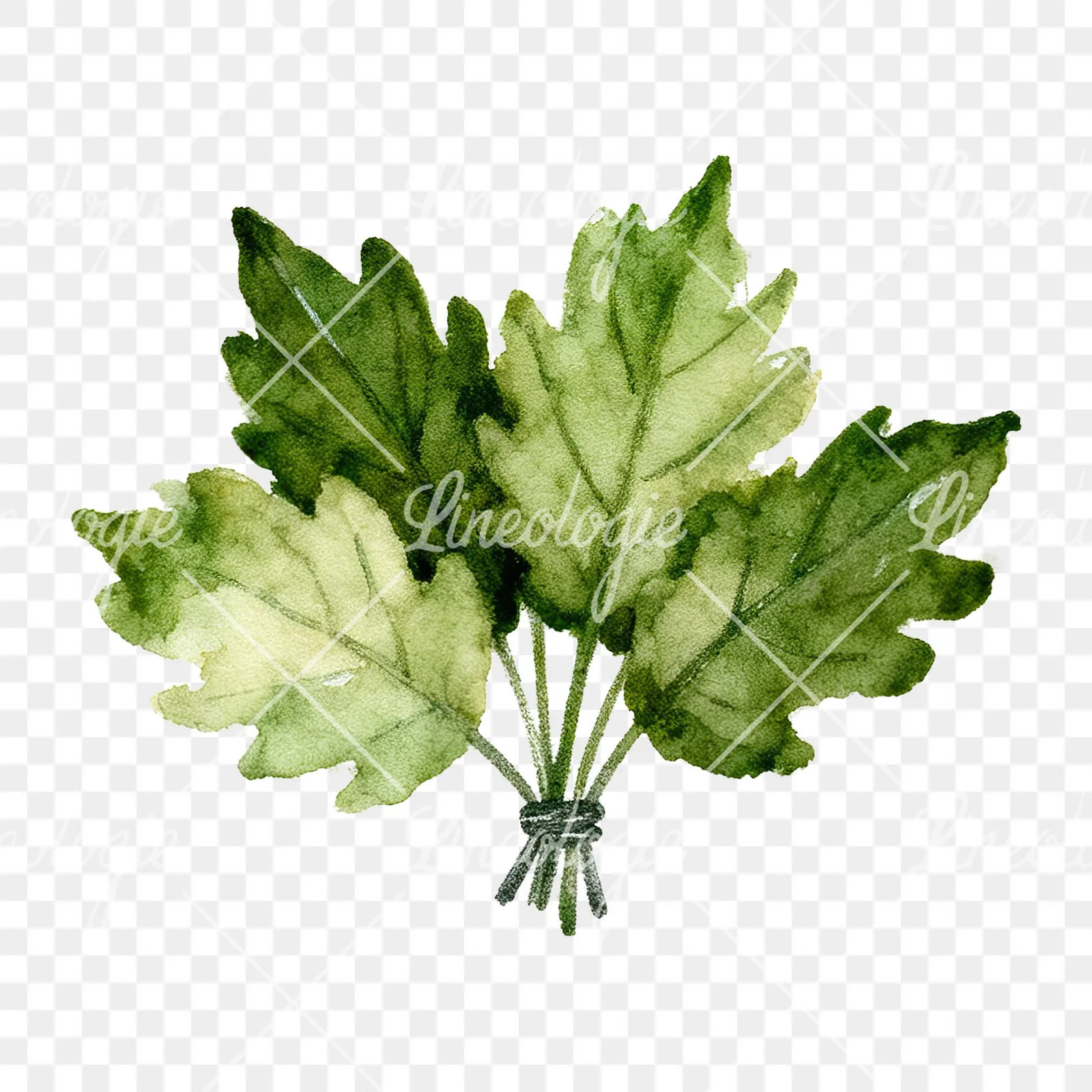 Watercolor autumn leaf bouquet clipart 8 of 15 on a transparent background (PNG)