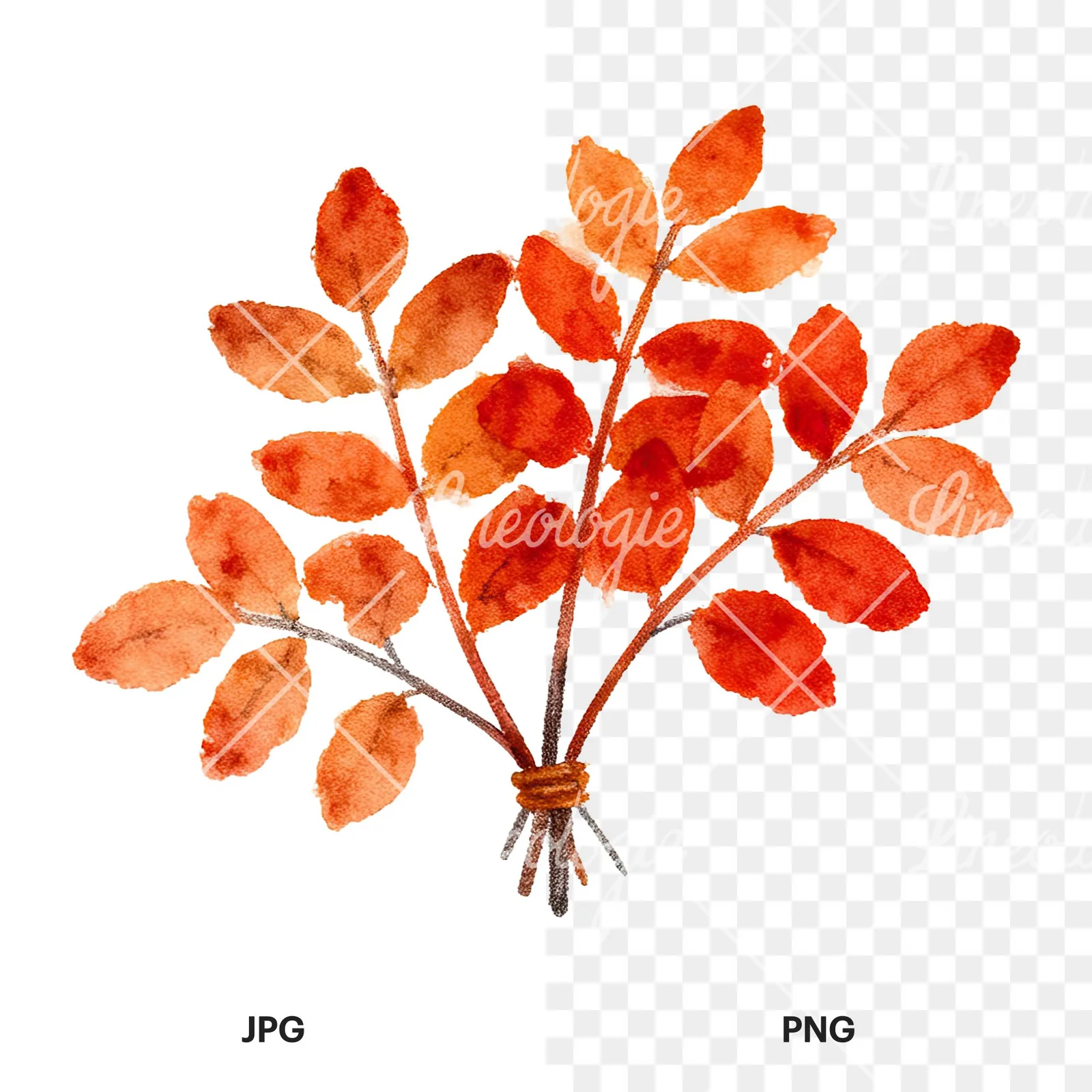 Watercolor autumn leaf bouquet clipart 9 of 15, as a JPG on white and a transparent PNG