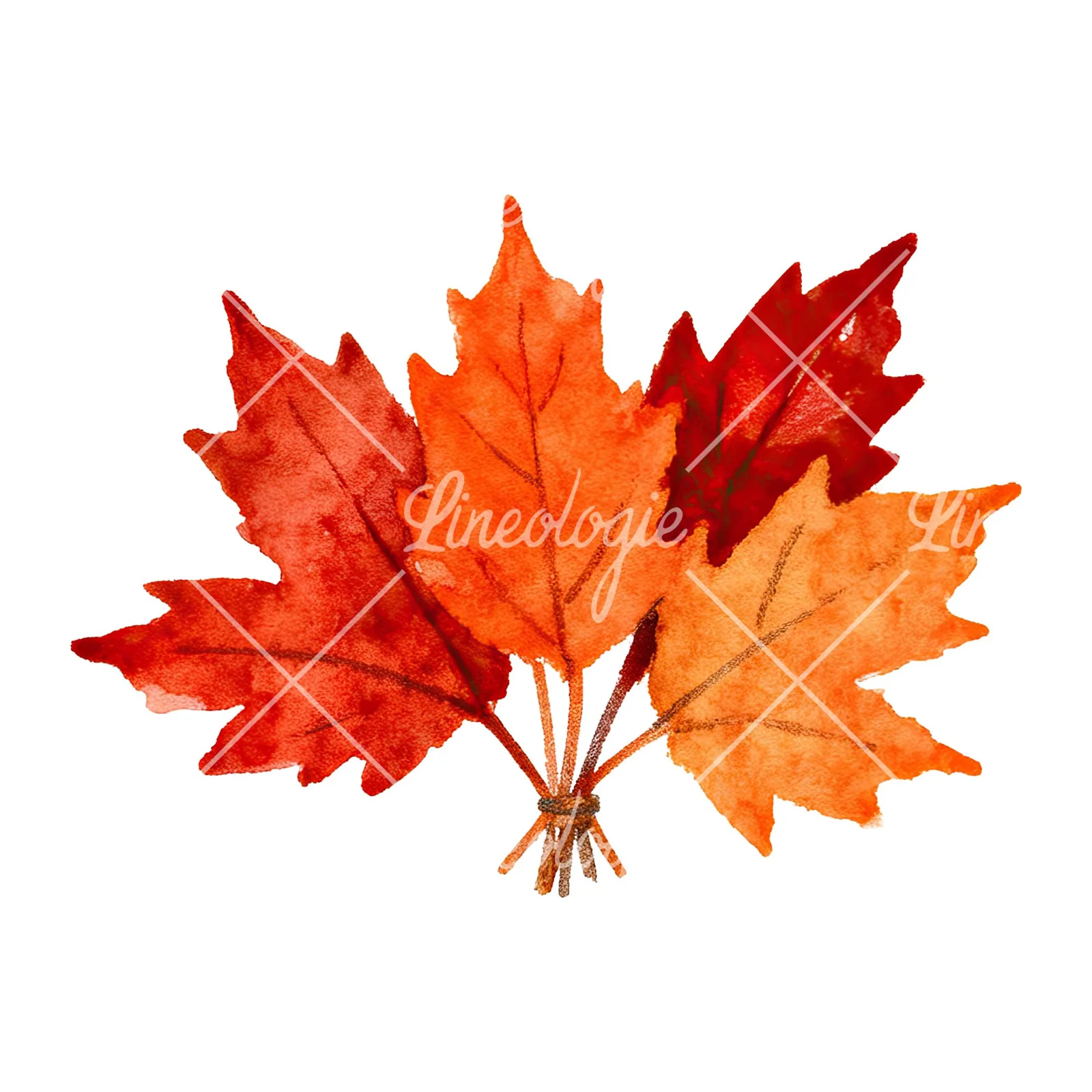 Watercolor autumn leaf bouquet clipart 10 of 15 on a white background (JPG)