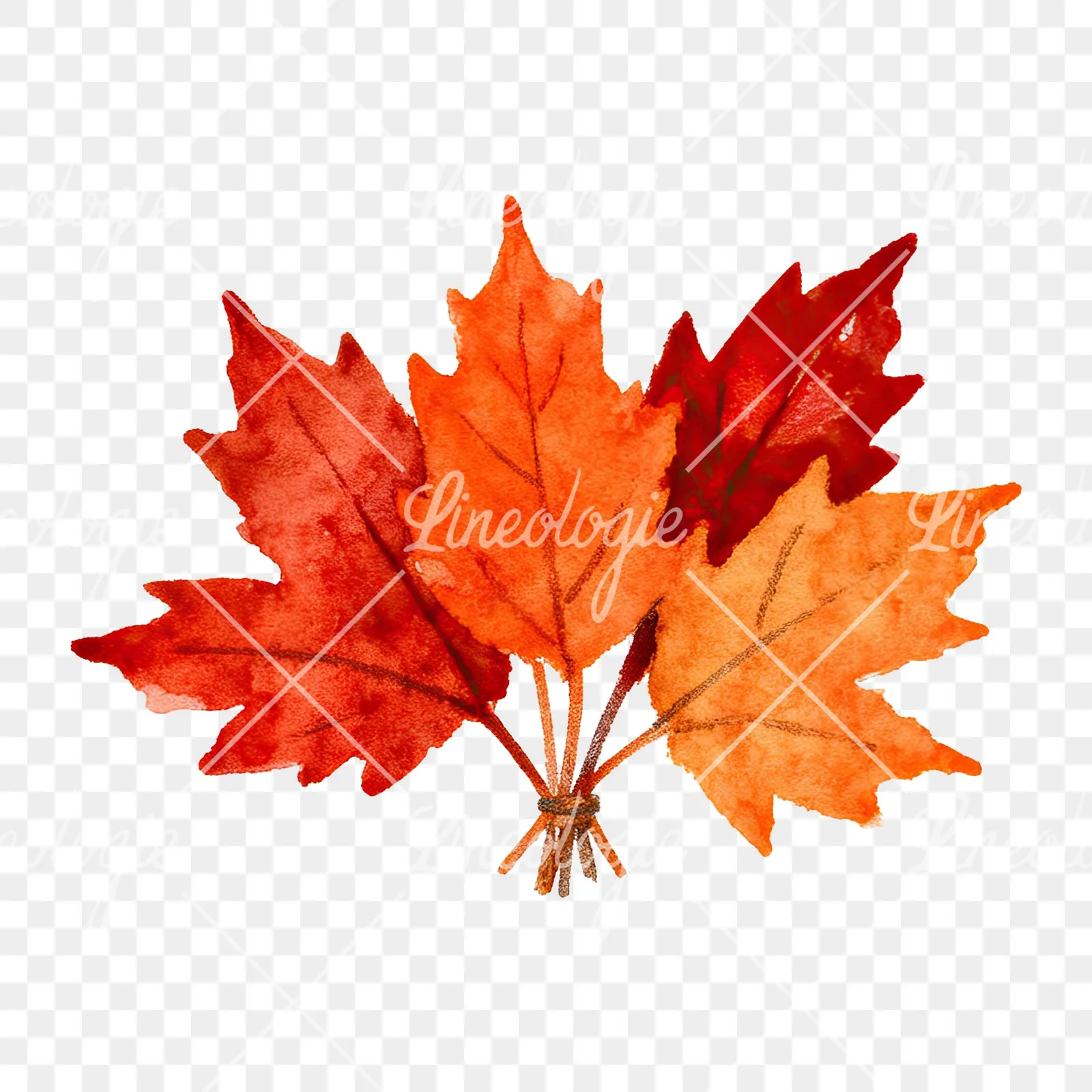 Watercolor autumn leaf bouquet clipart 10 of 15 on a transparent background (PNG)