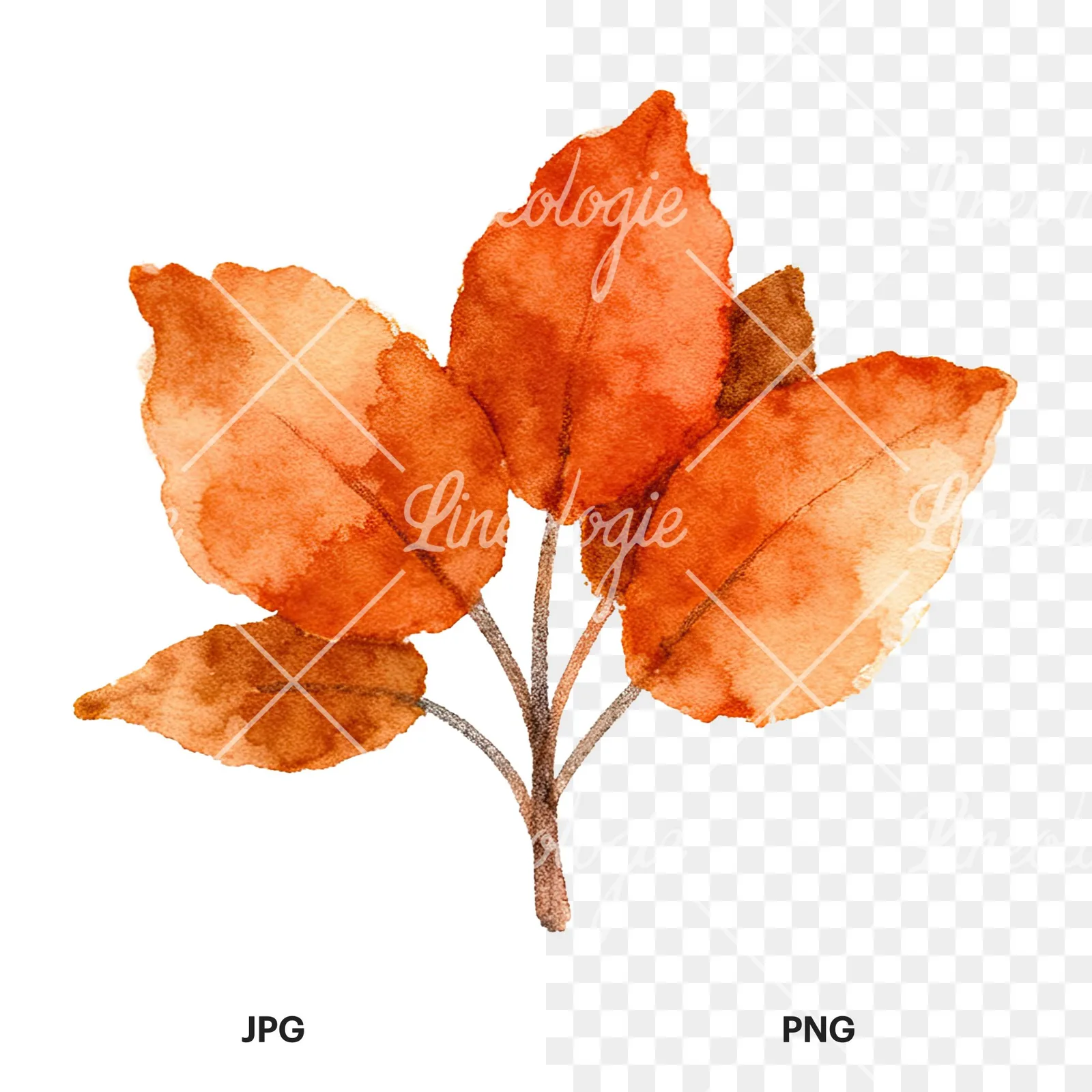 Watercolor autumn leaf bouquet clipart 11 of 15, as a JPG on white and a transparent PNG